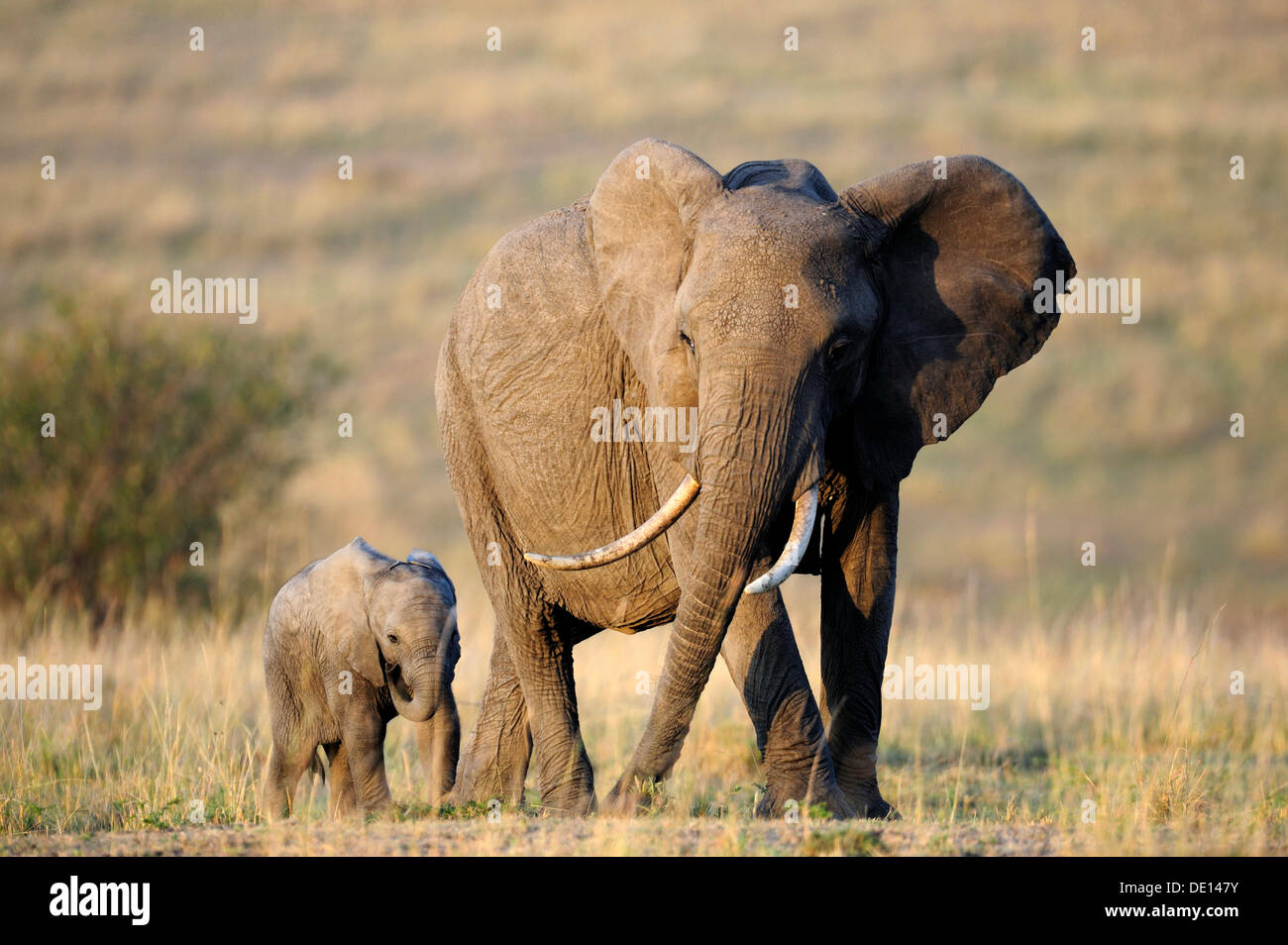 L'éléphant africain (Loxodonta africana), vache et veau à la première lumière de l'aube, Masai Mara National Reserve, Kenya, Afrique de l'Est Banque D'Images