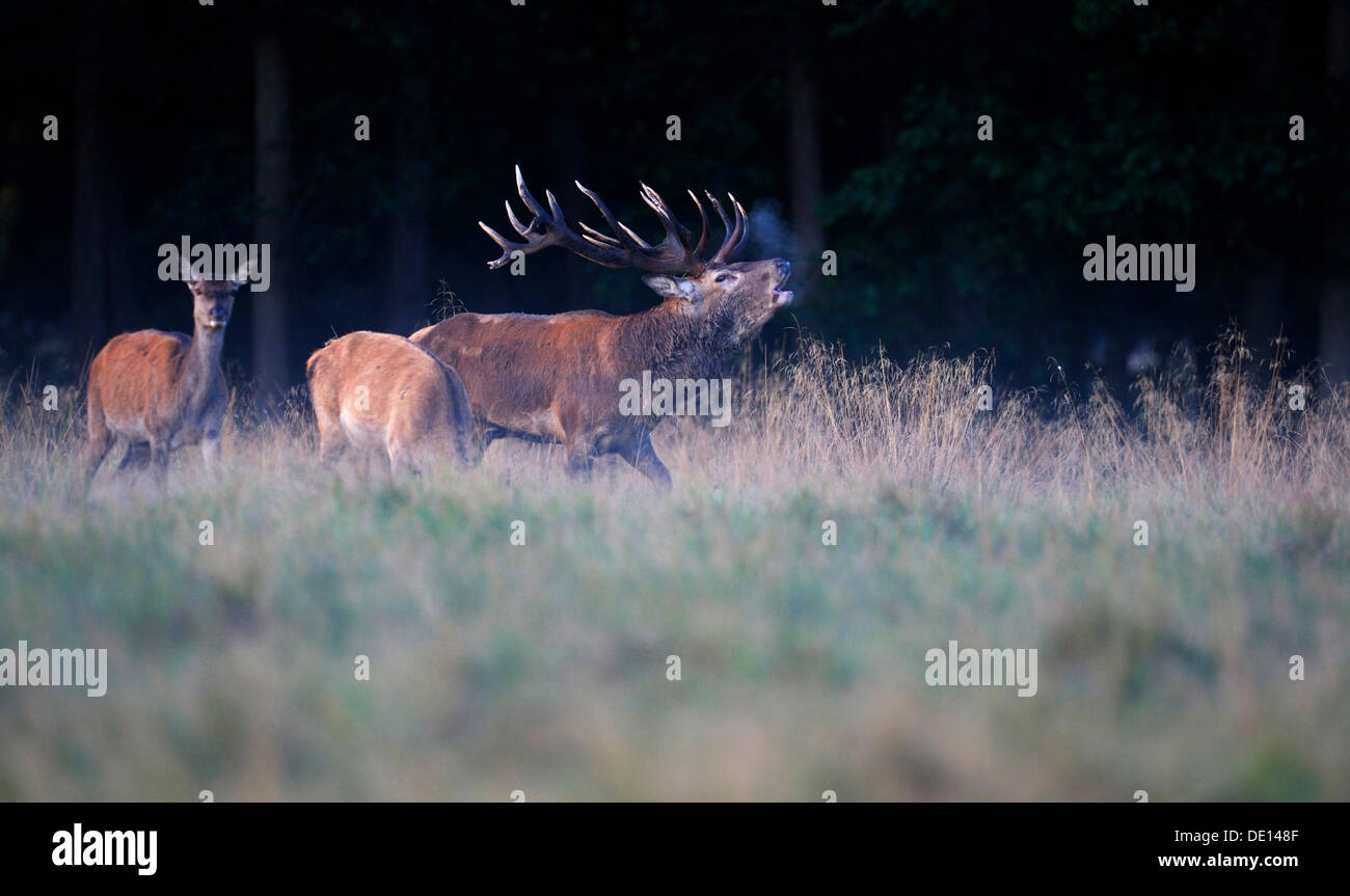 Red Deer (Cervus elaphus), royal stag avec n sur un matin de septembre, du brouillard au sol, l'orniérage stag, Old Bull, rugissant, Jaegersborg Banque D'Images