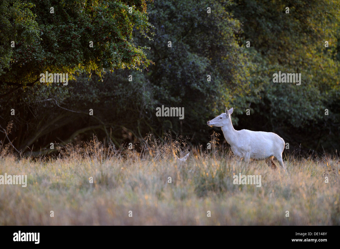 Red Deer (Cervus elaphus), Hind, doe, forme blanche, l'aube, Jaegersborg, Danemark, Scandinavie, Europe Banque D'Images