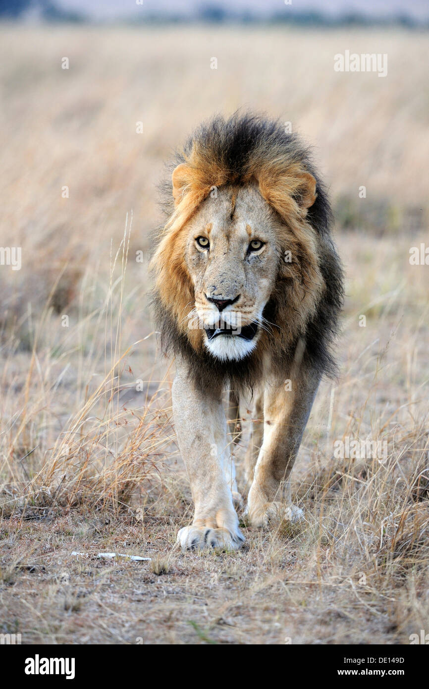 Lion (Panthera leo), capital homme, Masai Mara National Reserve, Kenya, Africa Banque D'Images