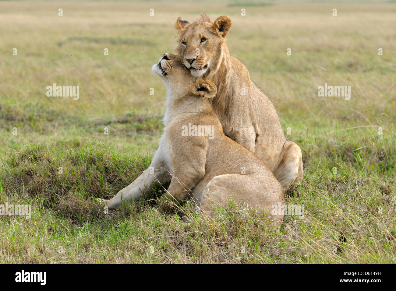 Les lions (Panthera leo), jouer, câliner les frères et sœurs, Masai Mara National Reserve, Kenya, Africa Banque D'Images
