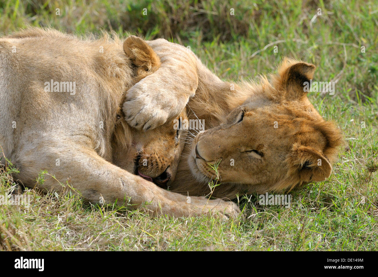 Les lions (Panthera leo), jouer, câliner les frères et sœurs, Masai Mara National Reserve, Kenya, Africa Banque D'Images