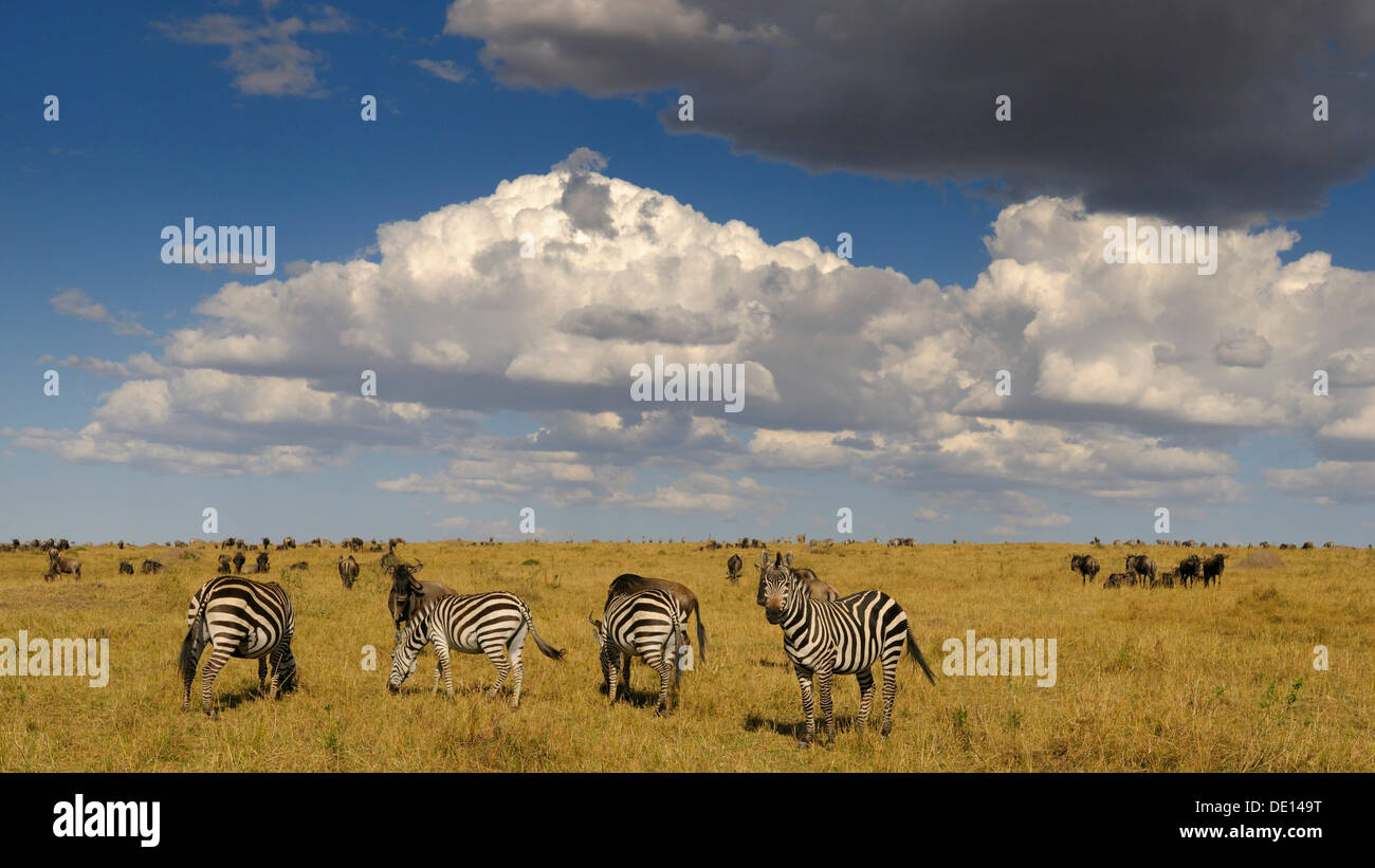 Le zèbre de Grant (Equus quagga boehmi) et le gnou (Connochaetes taurinus), les troupeaux dans le désert avec des nuages Banque D'Images