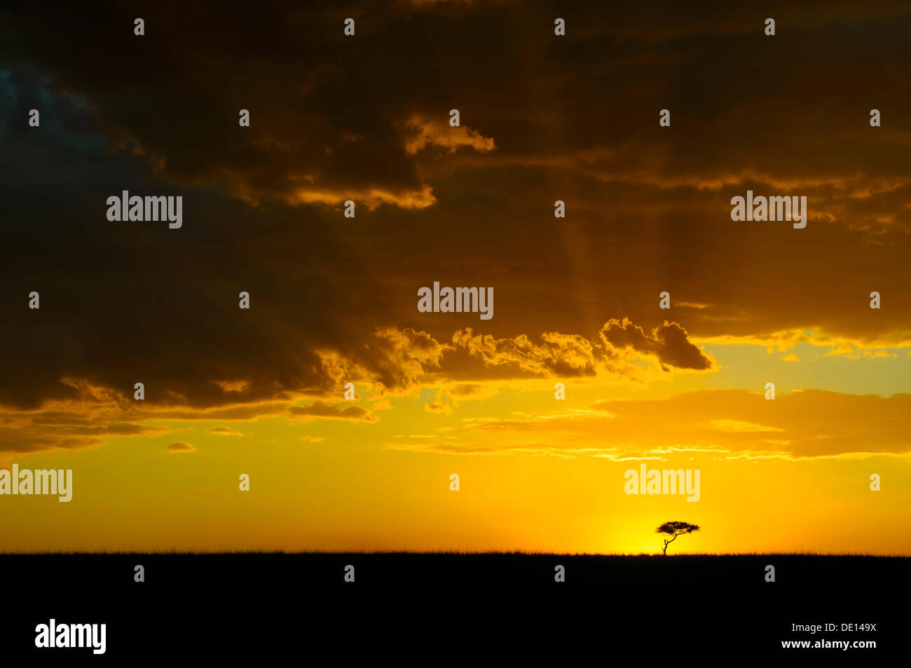 La lumière de l'humeur, le coucher du soleil dans le Masai Mara National Reserve, Kenya, Africa Banque D'Images