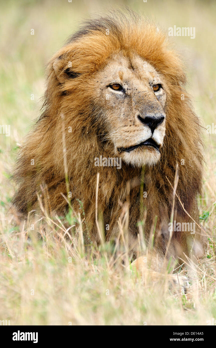Lion (Panthera leo), vieille femme, portrait, Masai Mara National Reserve, Kenya, Africa Banque D'Images