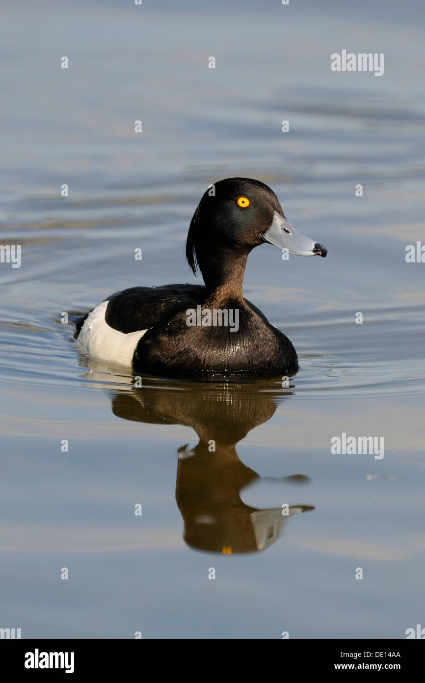 Fuligule morillon (Aythya fuligula), natation, Drake, Donauauen Bade-wurtemberg Banque D'Images