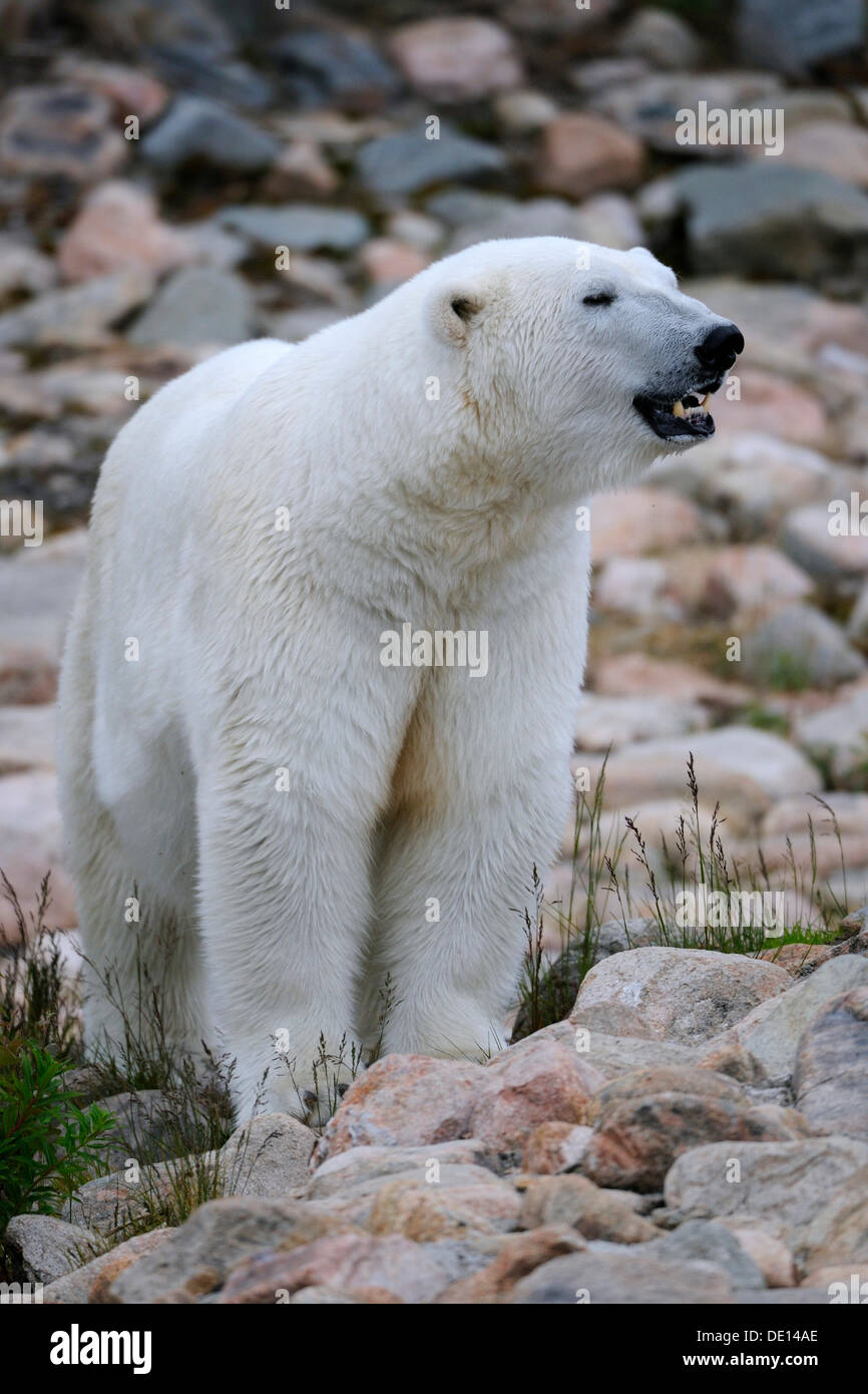 L'ours polaire (Ursus maritimus), Carélie, dans l'Est de la Finlande, Finlande, Europe Banque D'Images