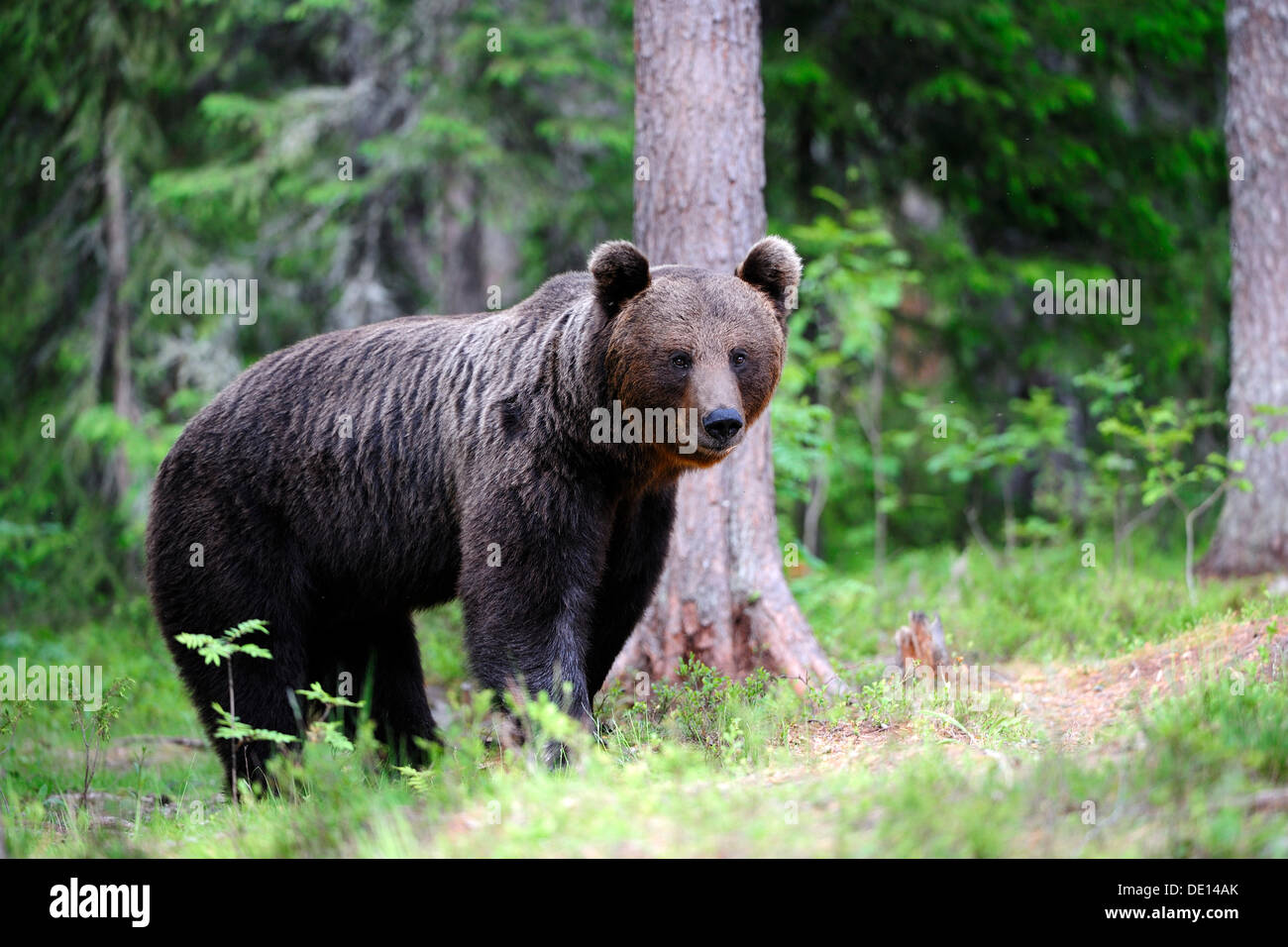 Ours brun (Ursus arctos), mâle adulte, la Carélie, l'Est de la Finlande, Finlande, Europe Banque D'Images