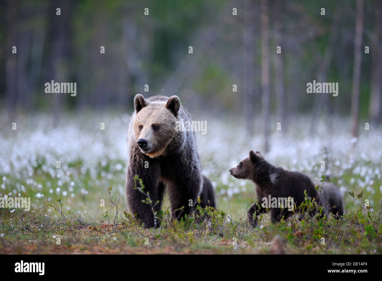 Ours brun (Ursus arctos) femmes avec peu d'oursons dans un coton de l'amarrer, Karelia, Finlande, Europe de l'Est Banque D'Images