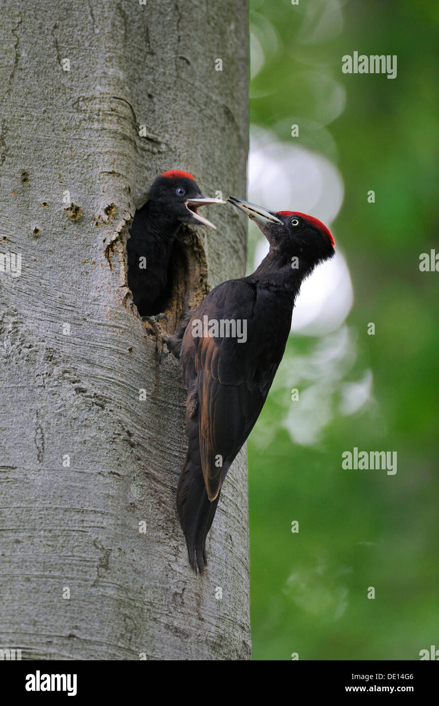 Pic noir (Dryocopus martius) au nid avec les poussins dans un hêtre (Fagus sylvatica), Biosphaerenreservat Alb Schwaebische Banque D'Images