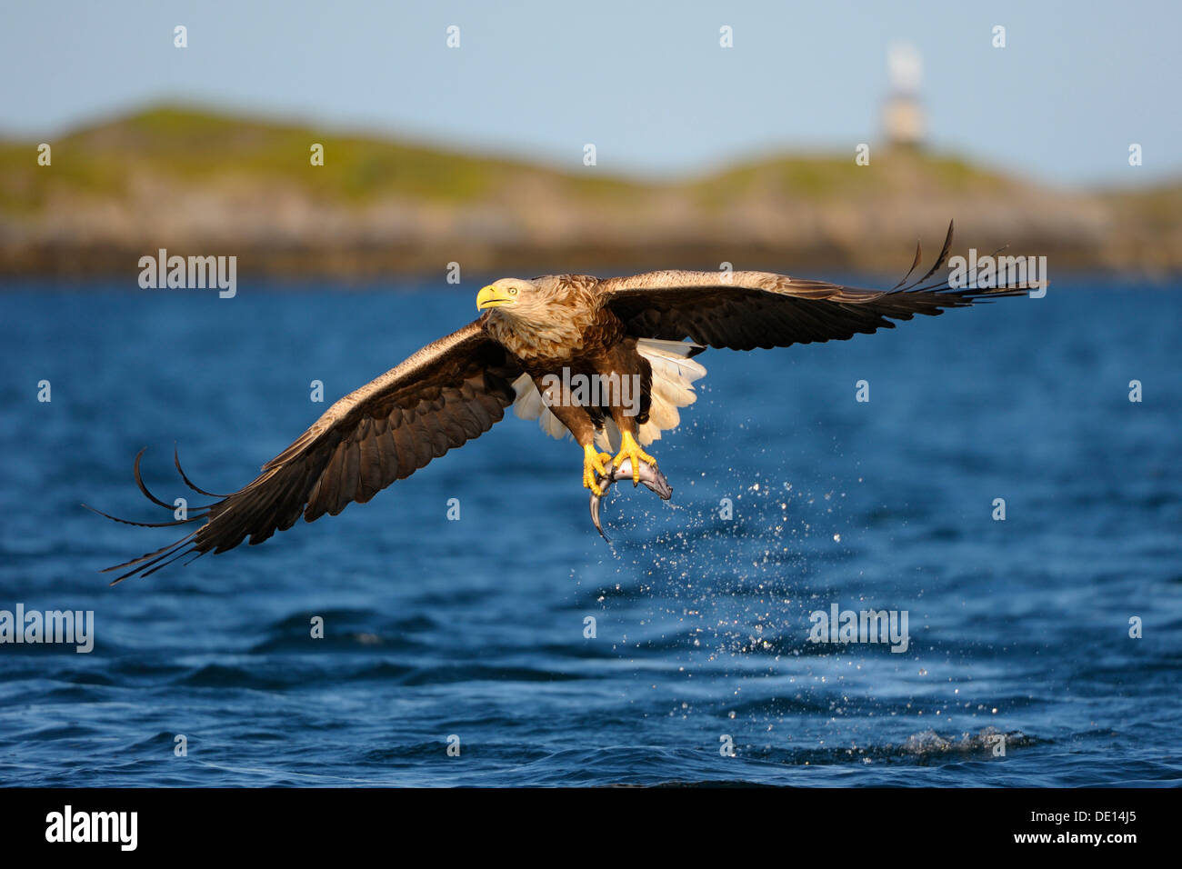Pygargue à queue blanche ou la mer blanche (Haliaeetus albicilla) en vol avec les proies, derrière la côte norvégienne avec lighthouse Banque D'Images