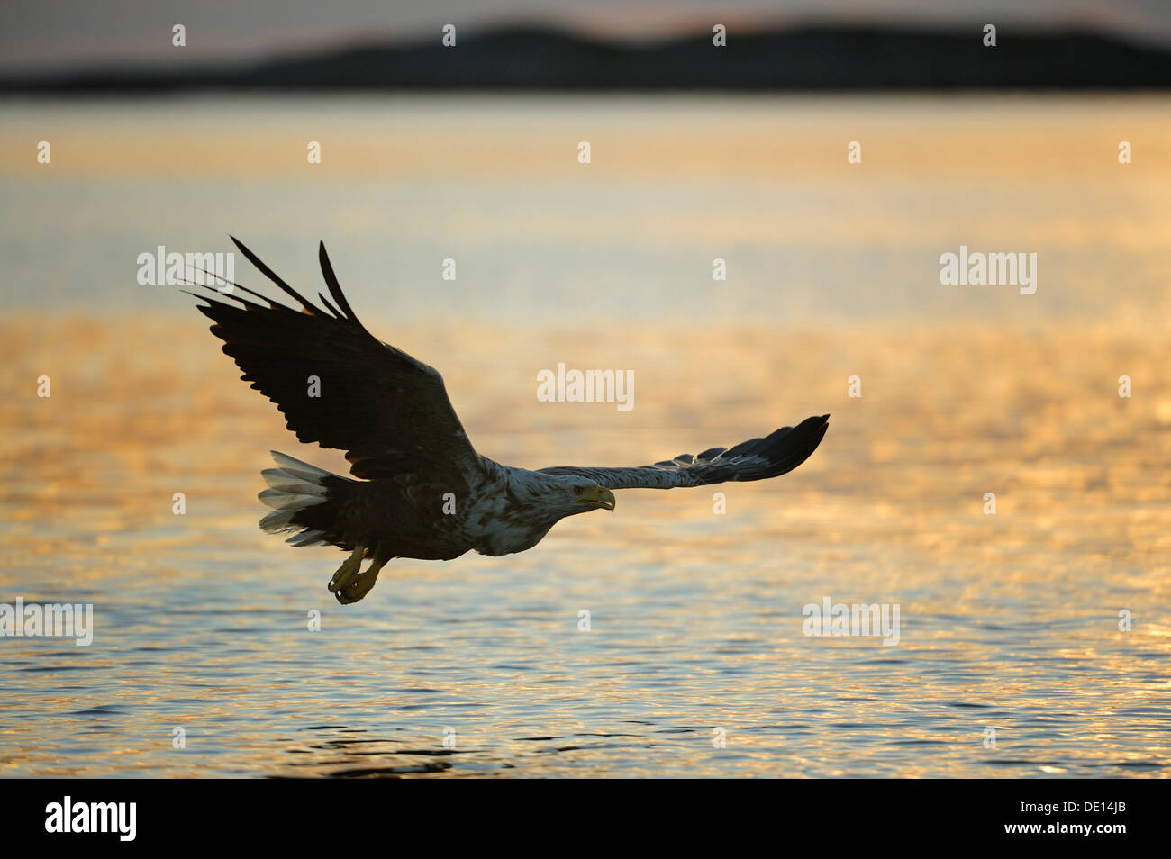 Pygargue à queue blanche ou la mer blanche (Haliaeetus albicilla), volant au crépuscule, Flatanger, Nordtrondelag, Norway, Scandinavia, Europe Banque D'Images