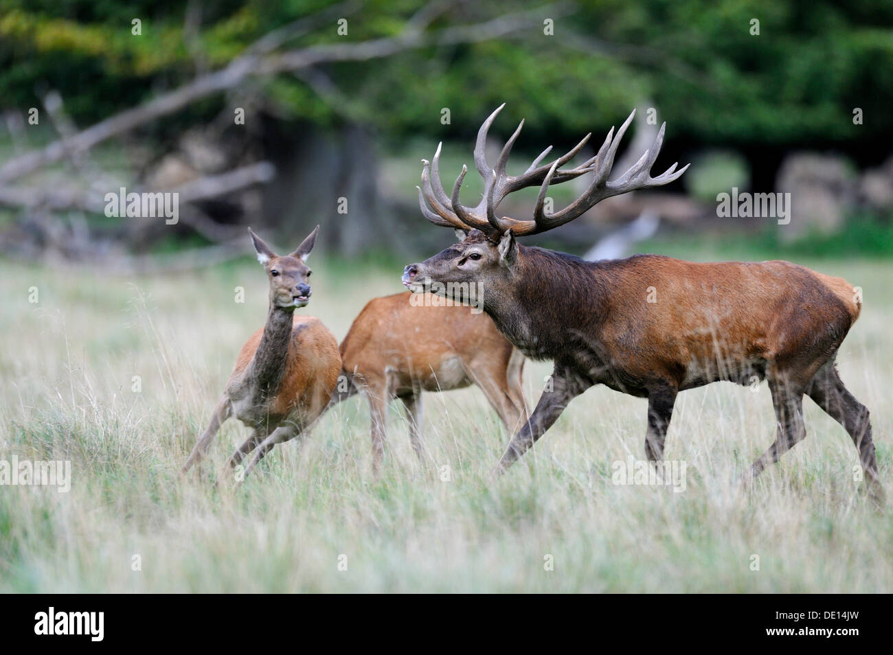 Red Deer (Cervus elaphus), le cerf dominant la conduite d'un hind, Silkeborg, Copenhague, Danemark, Scandinavie, Europe Banque D'Images