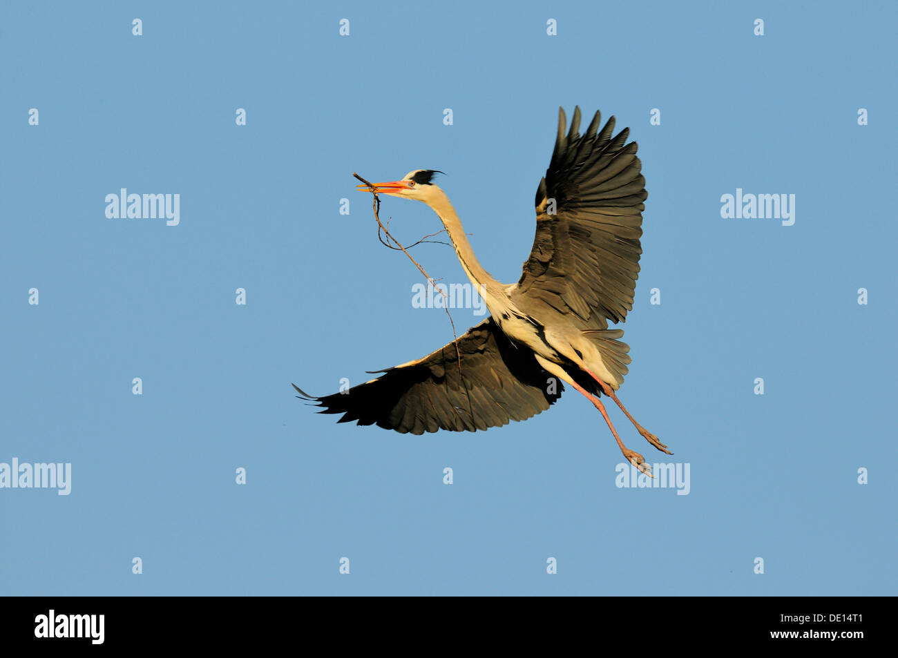 Héron cendré (Ardea cinerea) en vol avec le matériel du nid, Stuttgart, Bade-Wurtemberg Banque D'Images