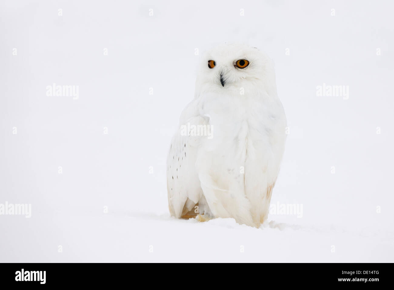 Le harfang des neiges (Bubo scandiacus), homme dans une tempête, la Laponie, Finlande, Scandinavie, Europe Banque D'Images