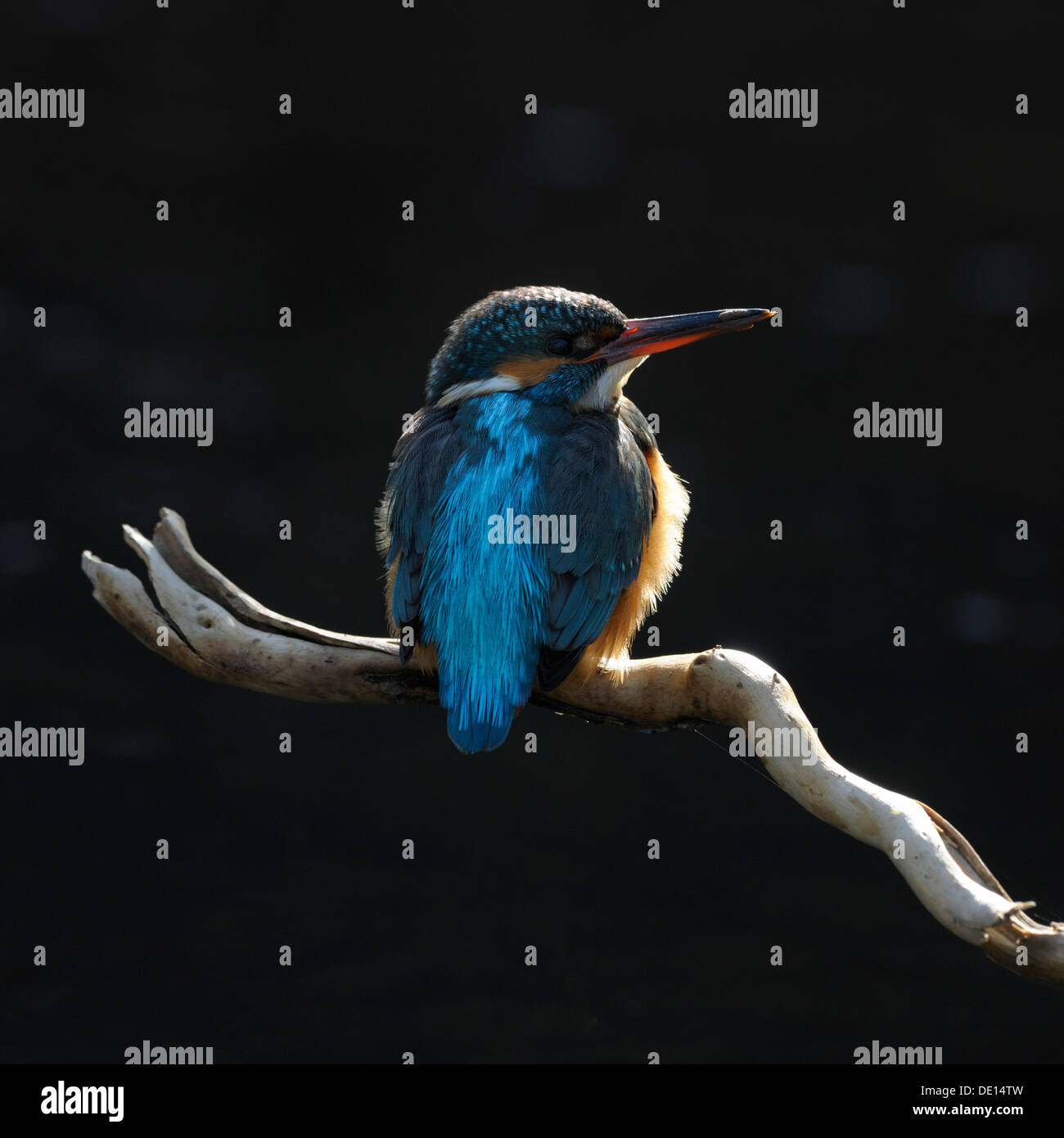 Kingfisher (Alcedo atthis), avec rétro-éclairage, la biosphère, Jura souabe, Bade-Wurtemberg Banque D'Images