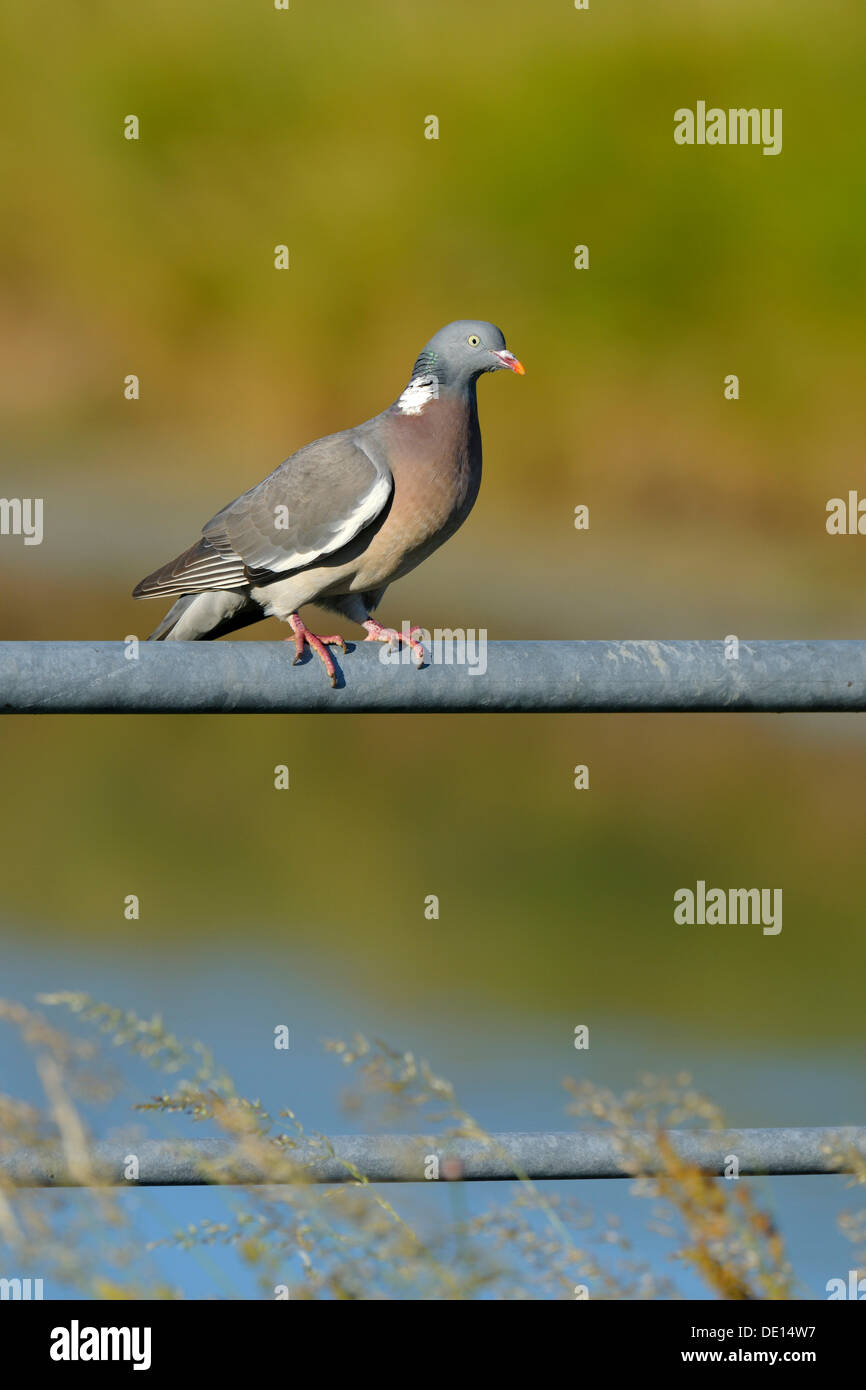 Pigeon ramier (Columba palumbus), Texel, Îles des Wadden, Pays-Bas, Hollande, Europe Banque D'Images