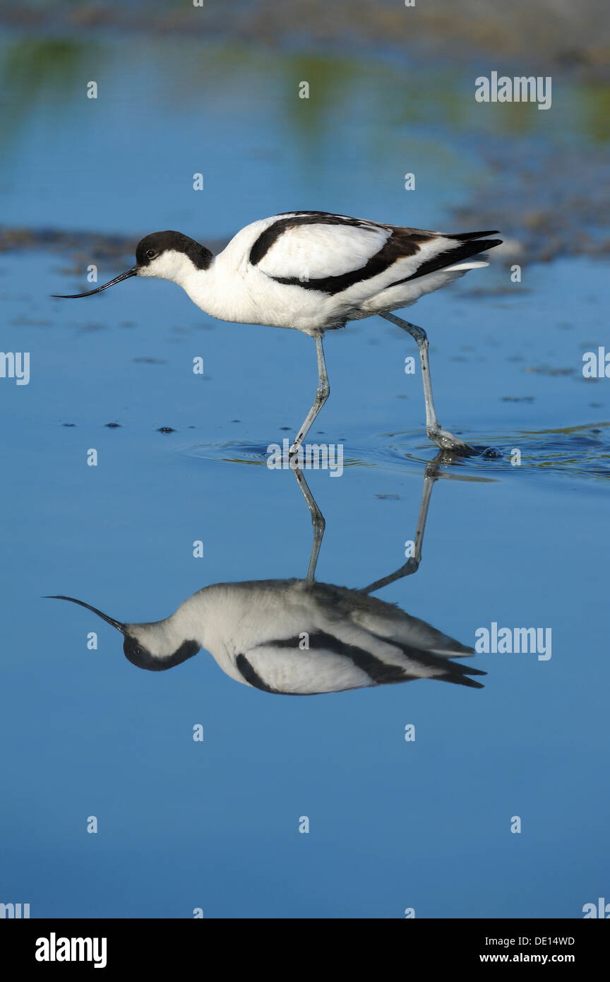 Avocette élégante (Recurvirostra avosetta), avec sa réflexion, Texel, Îles des Wadden, Pays-Bas, Hollande, Europe Banque D'Images