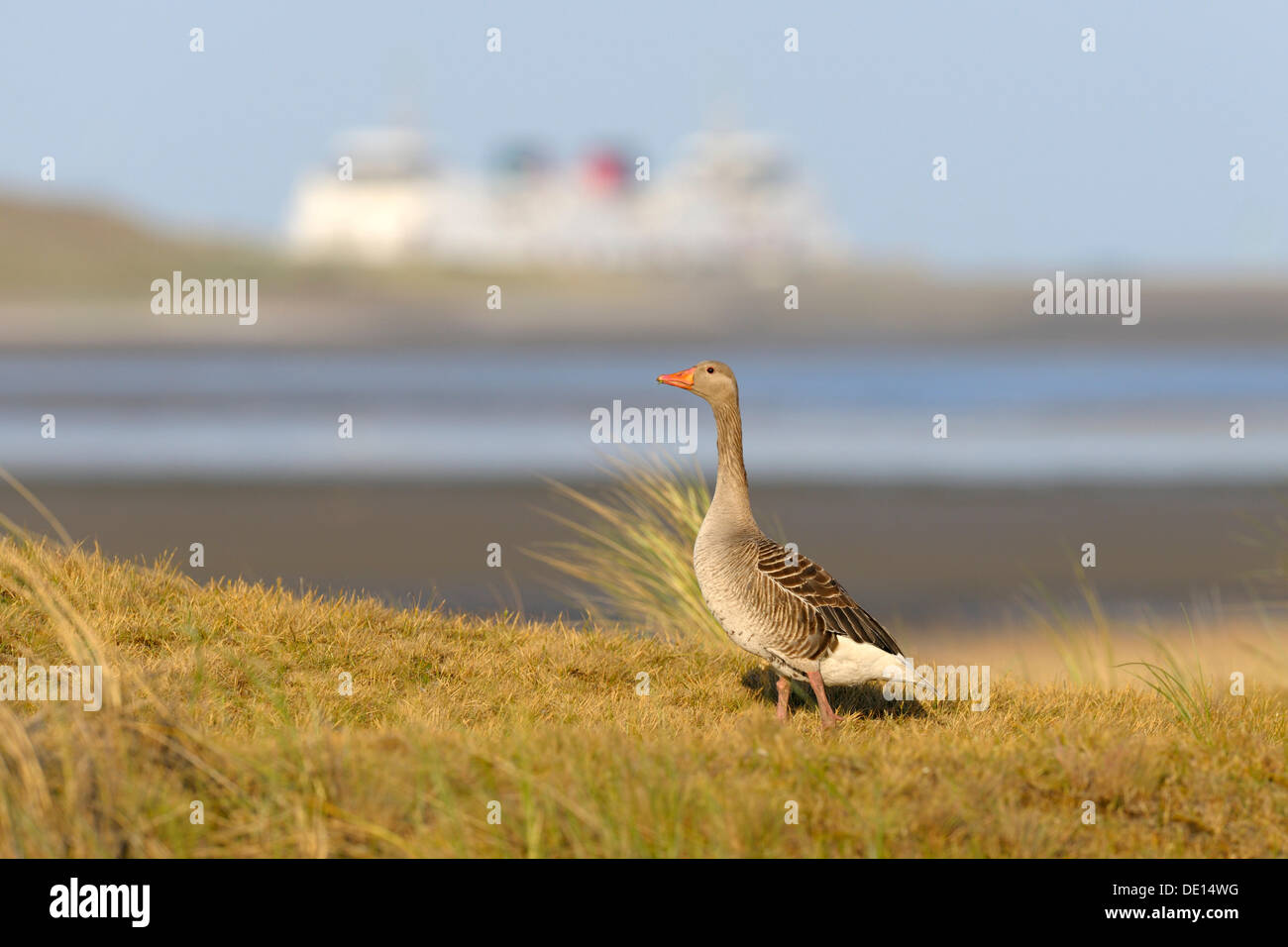 Oie cendrée (Anser anser) sur une plage, îles des Wadden, Pays-Bas, Hollande, Europe Banque D'Images