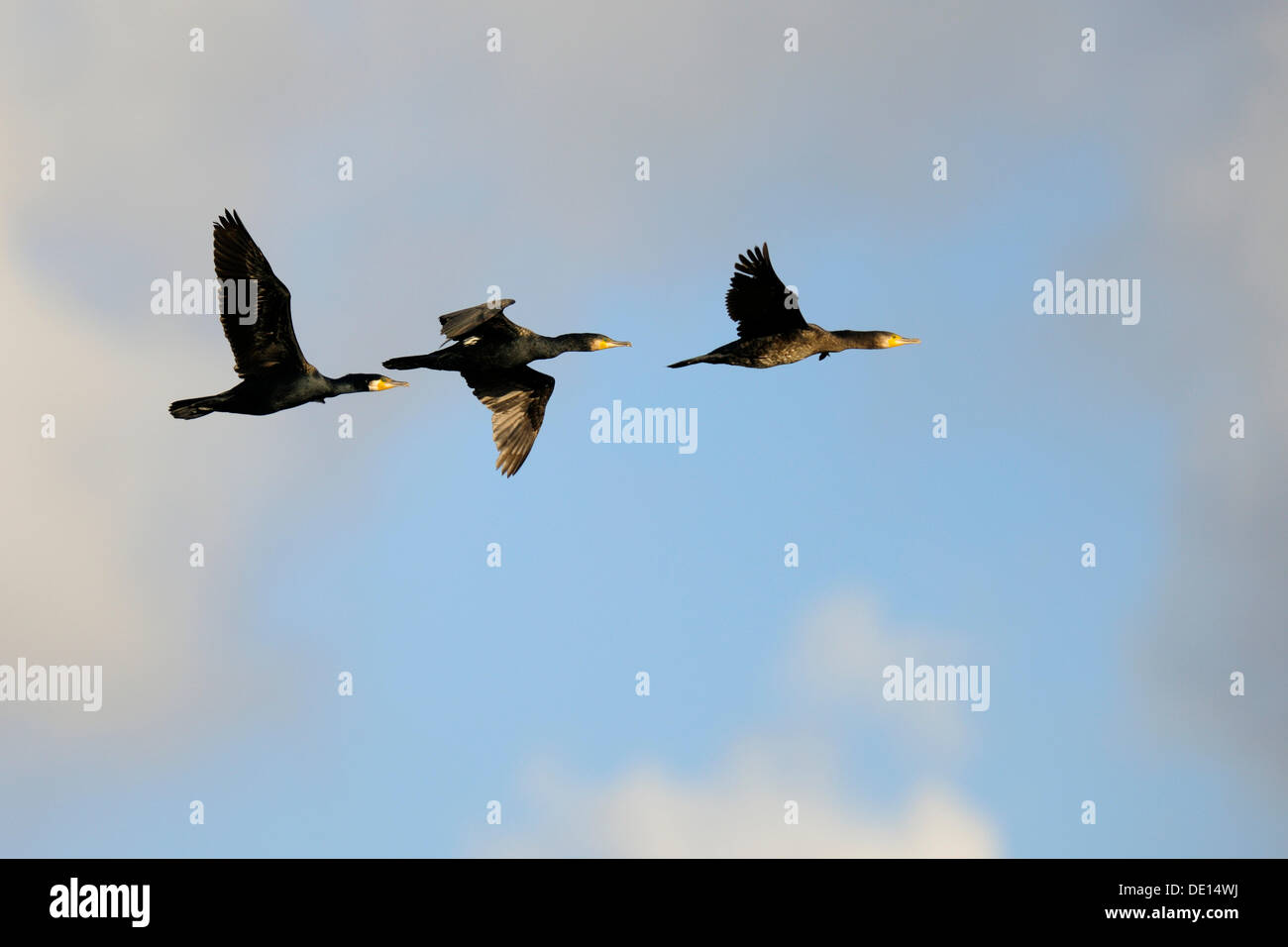 Trois cormorans (Phalacrocorax carbo) en vol, Texel, Îles des Wadden, Pays-Bas, Hollande, Europe Banque D'Images