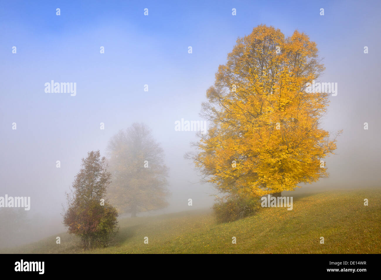 Les arbres d'automne avec du brouillard dans la Réserve de biosphère Jura souabe, Bade-Wurtemberg Banque D'Images