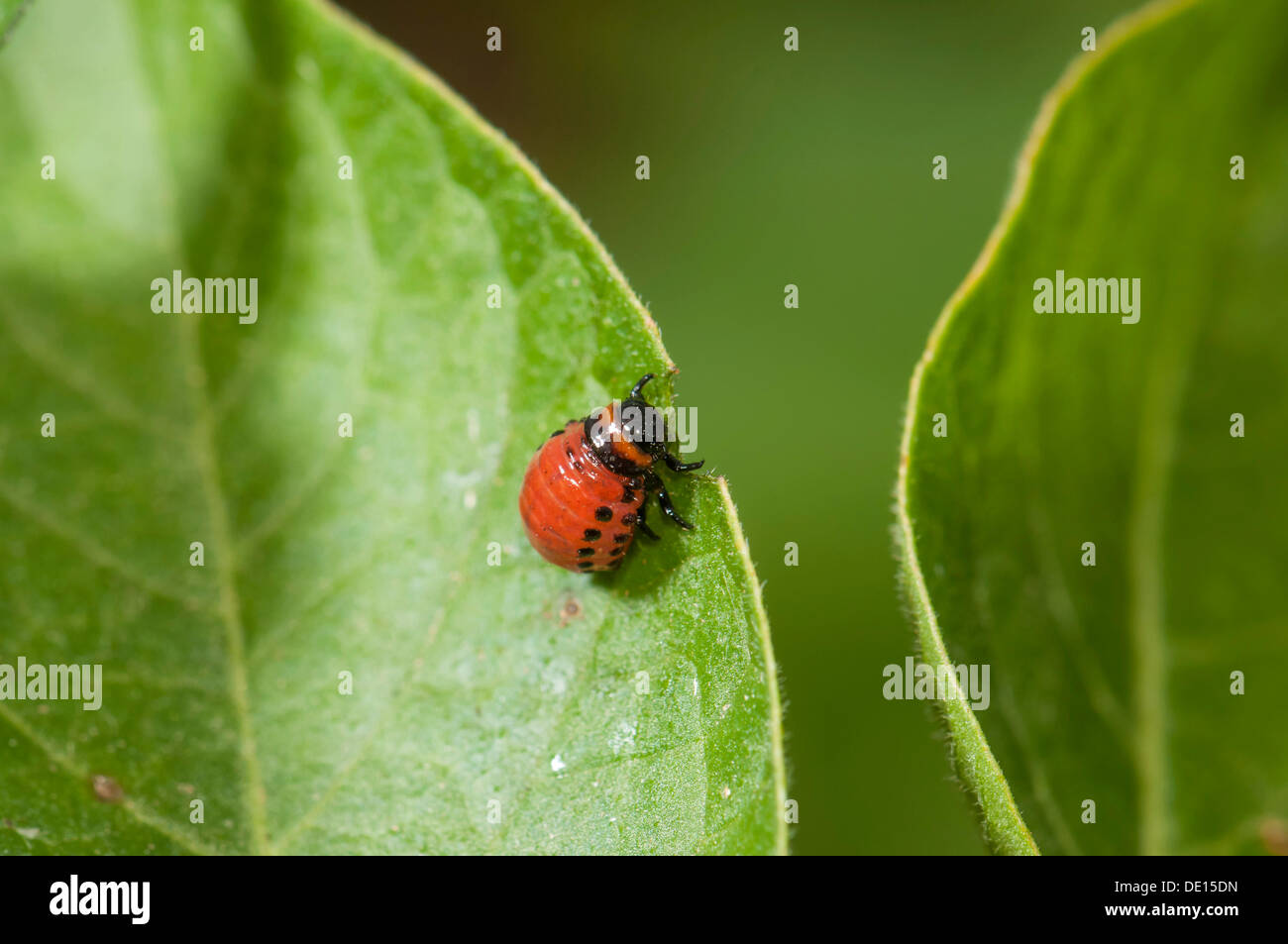 Doryphore de la pomme de terre ou bug (Leptinotarsa decemlineata), larve, rongeant sur une feuille de pomme de terre, Dreieich-Goetzenhain, Hesse Banque D'Images