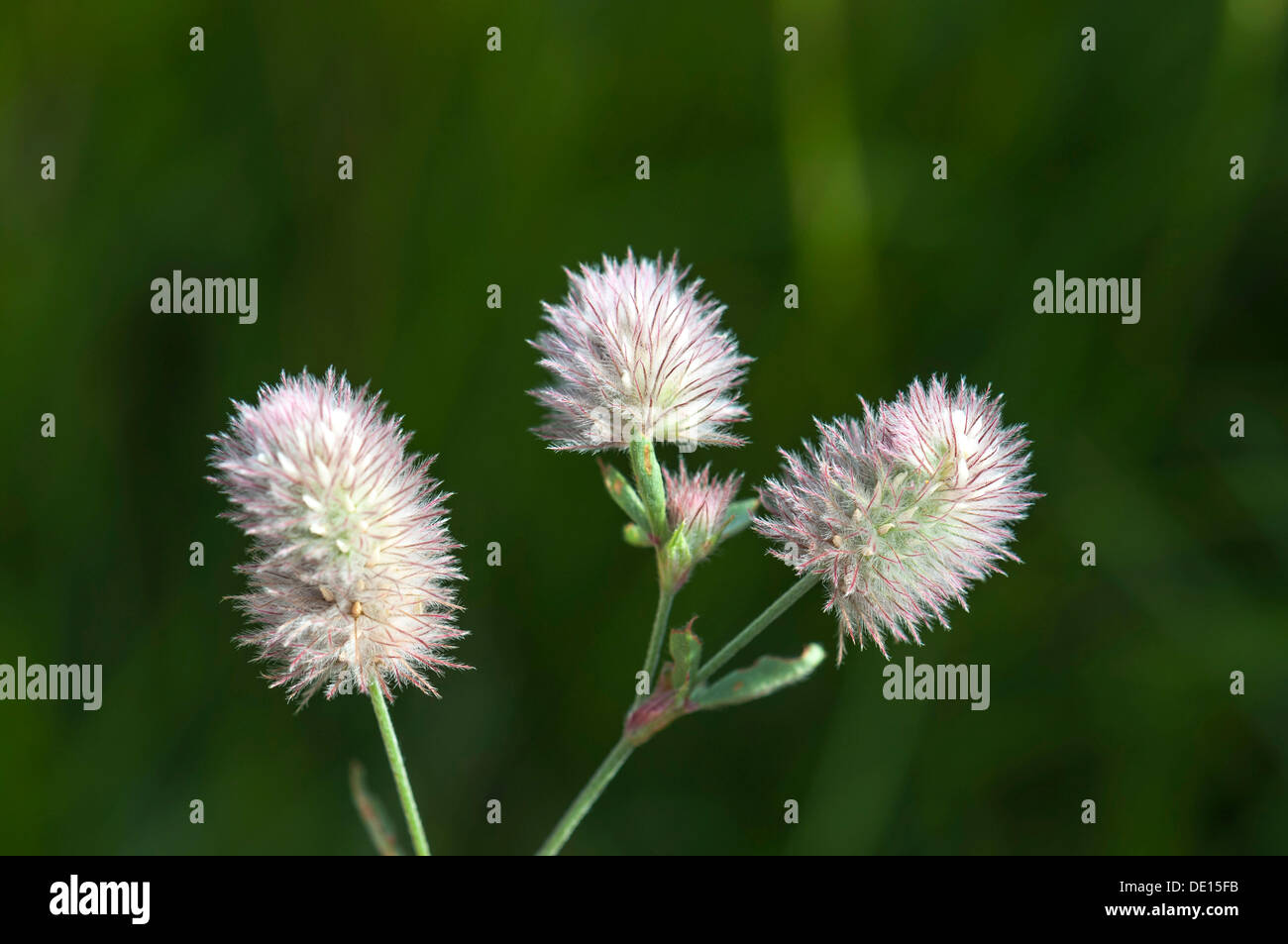 Haresfoot, trèfle trèfle ou Pierre Rabbitfoot trèfle (Trifolium arvense) Banque D'Images