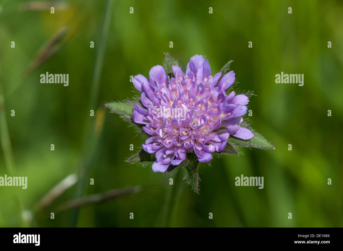 Champ Fleurs Scabious (Knautia arvensis), Schmittroeder Wiesen Réserve Naturelle, KELKHEIM (Taunus), Hesse, Allemagne Banque D'Images