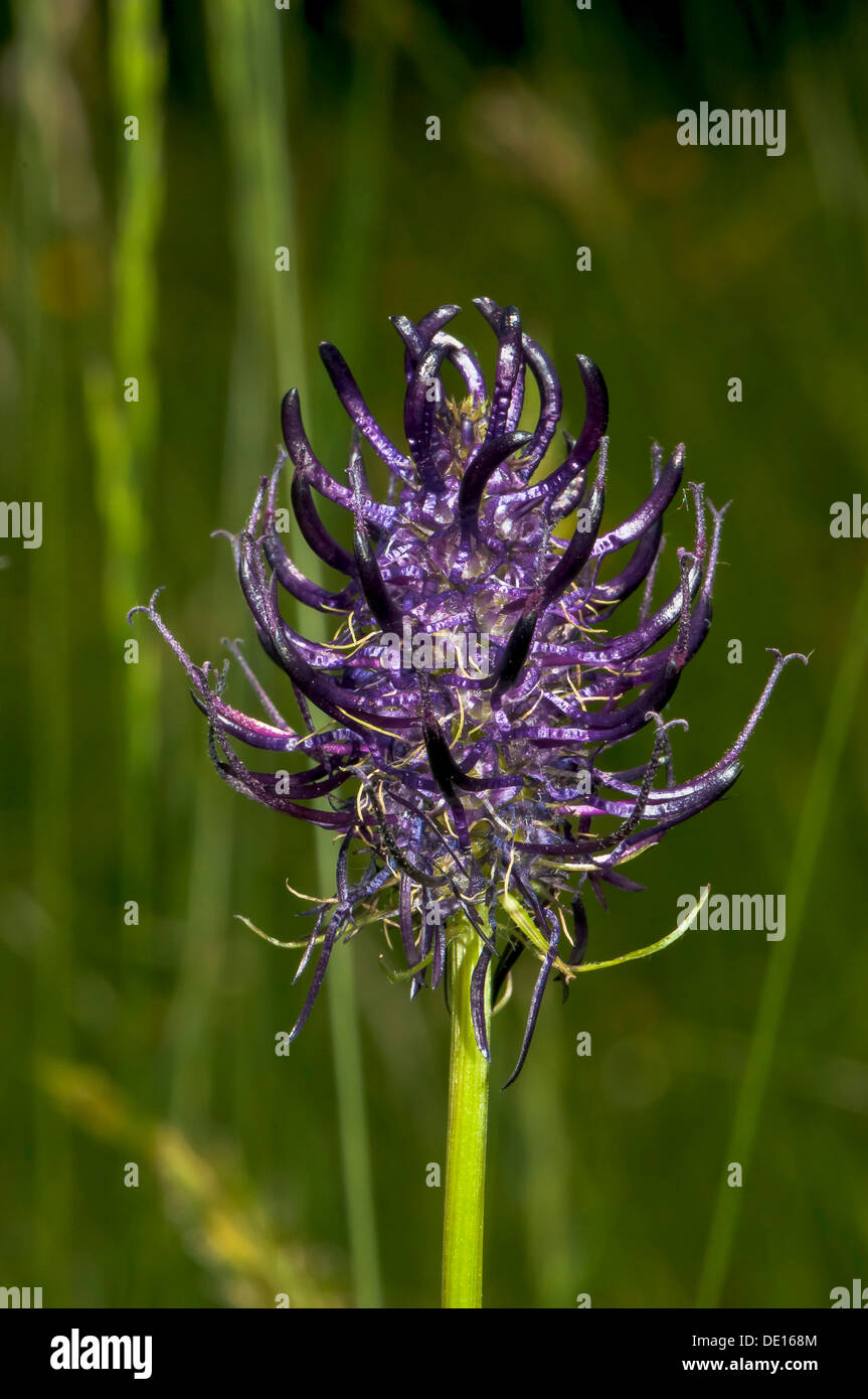 Noir fleurs Rampion (Phyteuma nigrum), Schmittroeder Wiesen Réserve Naturelle, KELKHEIM (Taunus), Hesse, Allemagne Banque D'Images