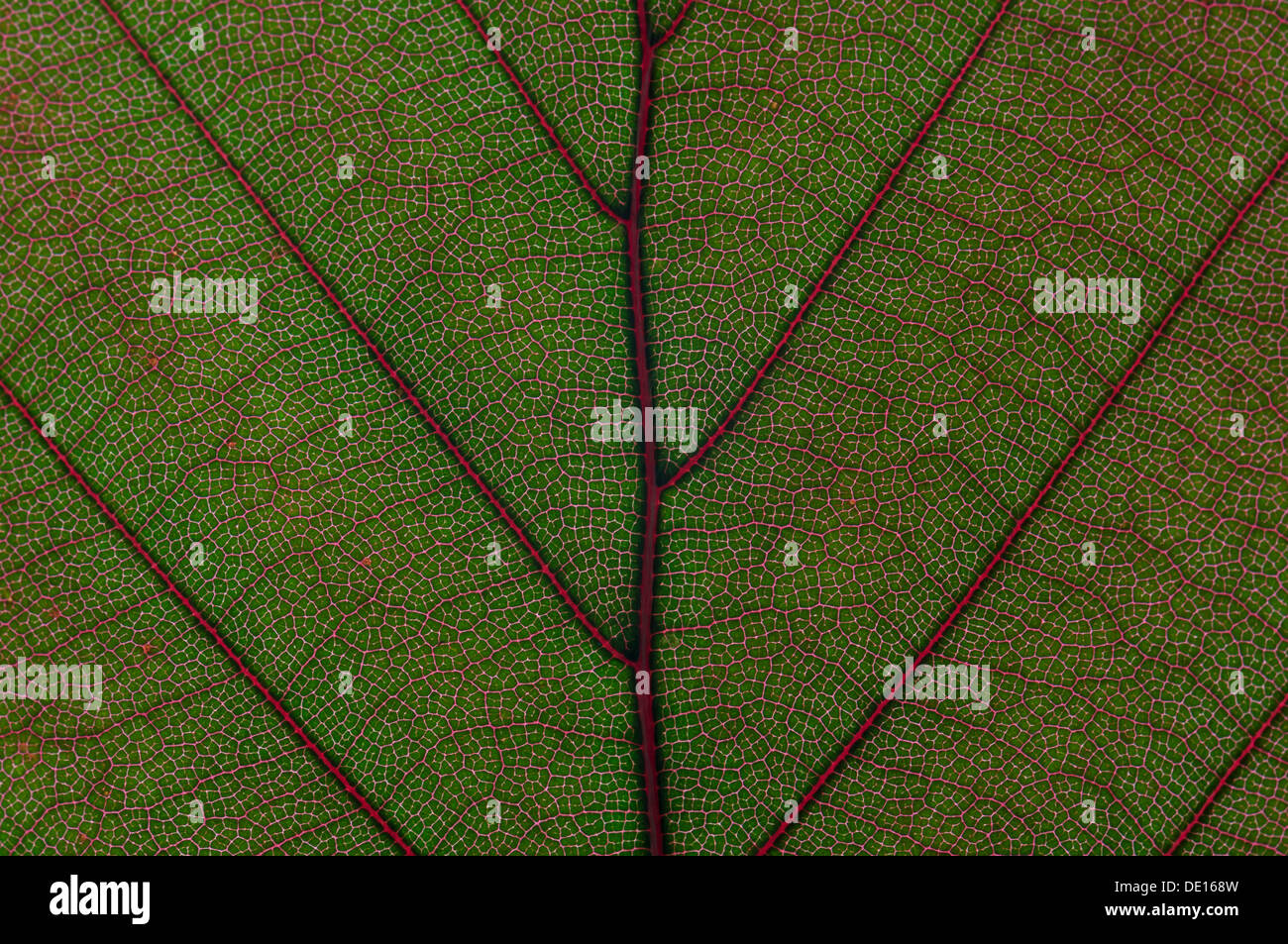 La structure des feuilles de the Copper Beech (Fagus sylvatica f. purpurea), détail, Allemagne Banque D'Images