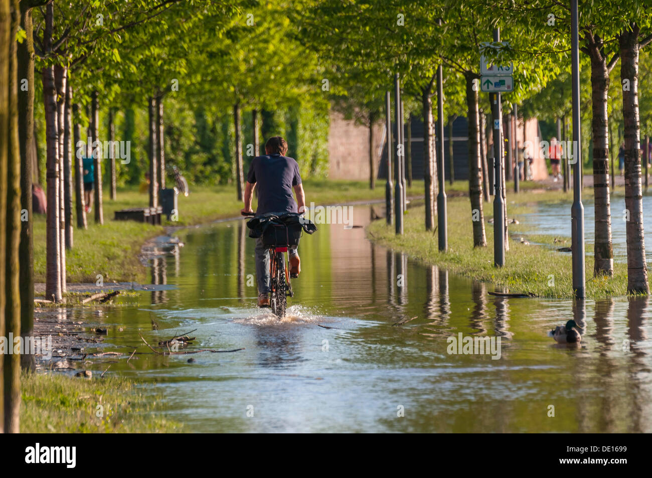 Cycliste sur le promenade de la rivière Main, Frankfurt am Main, Hesse, Allemagne Banque D'Images