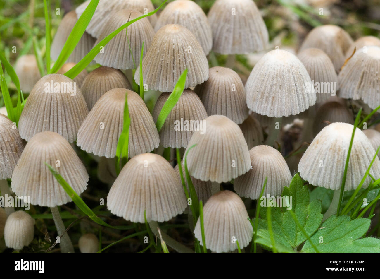 Champignons parasol japonais Banque D'Images