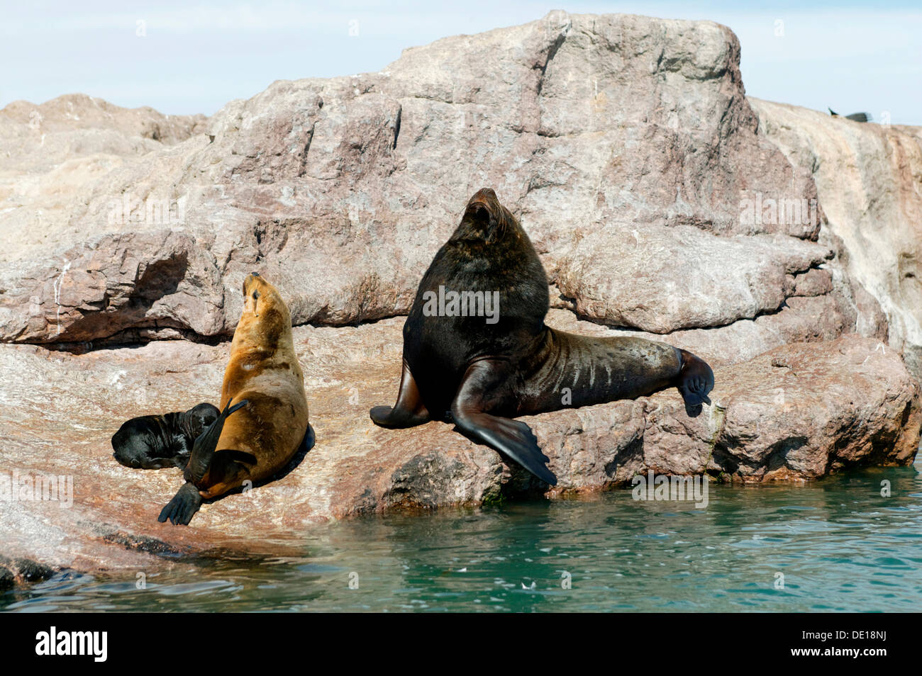 Les lions de mer d'Amérique du Sud (Otaria flavescens), Puerto Deseado, province de Santa Cruz, en Patagonie, Argentine, Amérique du Sud Banque D'Images