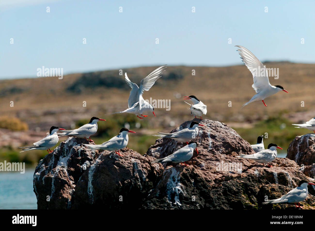 Antartic sternes (Sterna vittata), Puerto Deseado, province de Santa Cruz, en Patagonie, Argentine, Amérique du Sud Banque D'Images