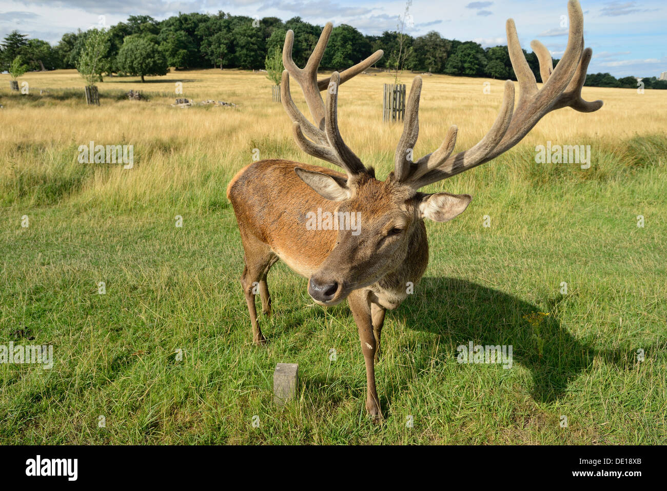 Les chevreuils au Richmond Park, Londres Banque D'Images