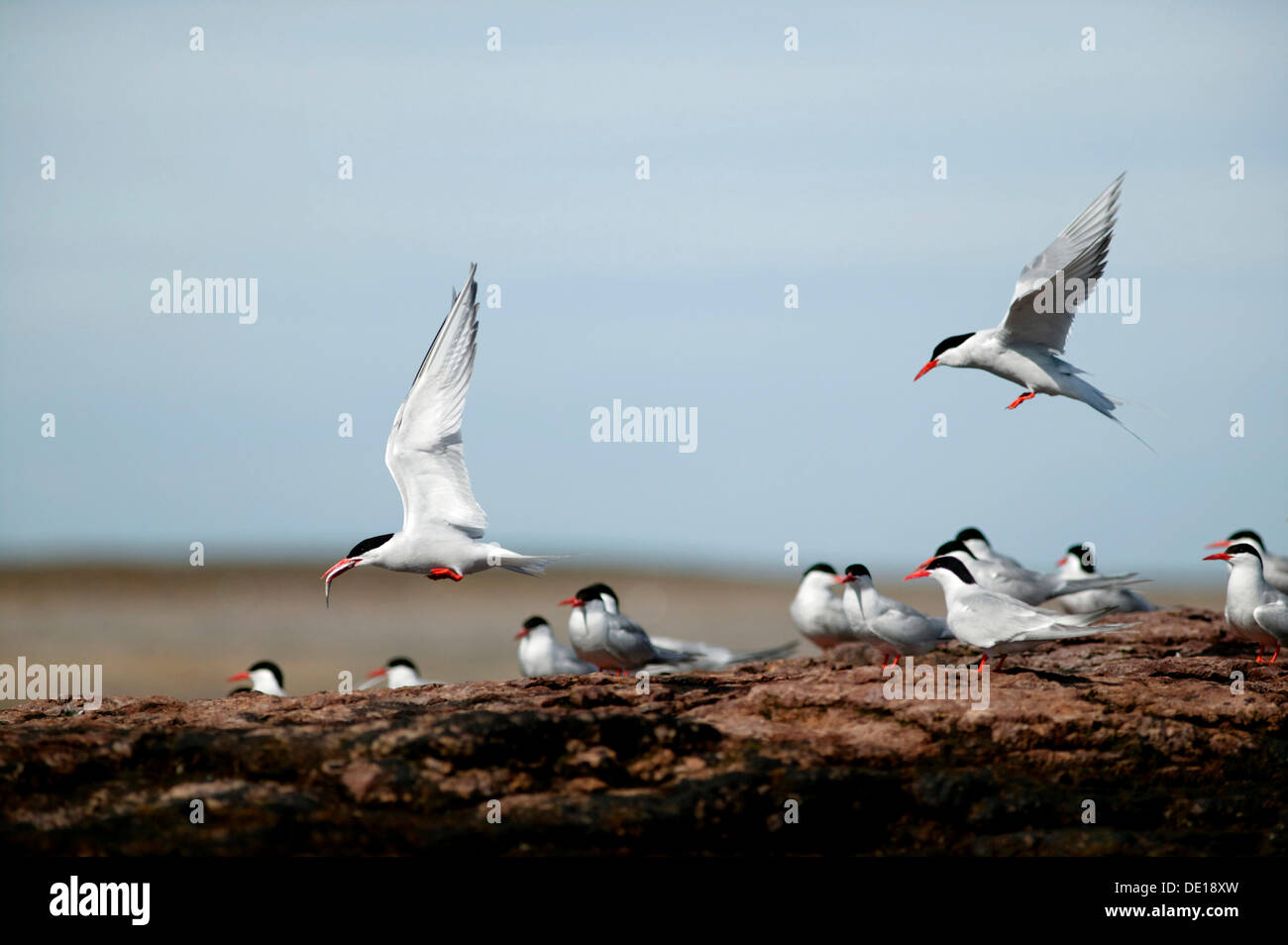 Antartic sternes (Sterna vittata), Puerto Deseado, province de Santa Cruz, en Patagonie, Argentine, Amérique du Sud Banque D'Images