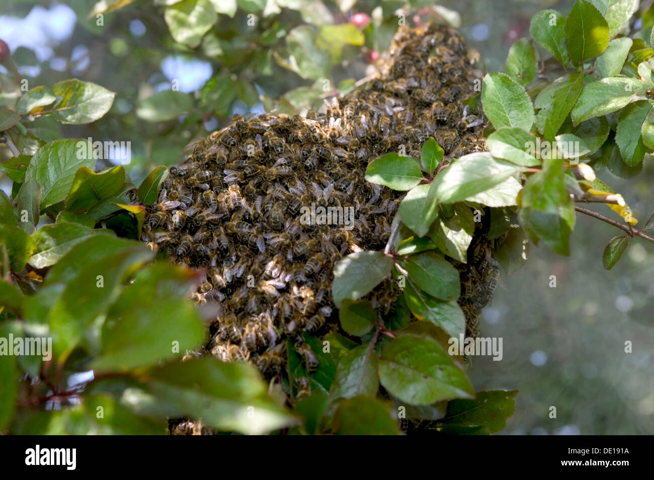 Essaim d'abeilles à miel (Apis mellifera), France, Europe Banque D'Images