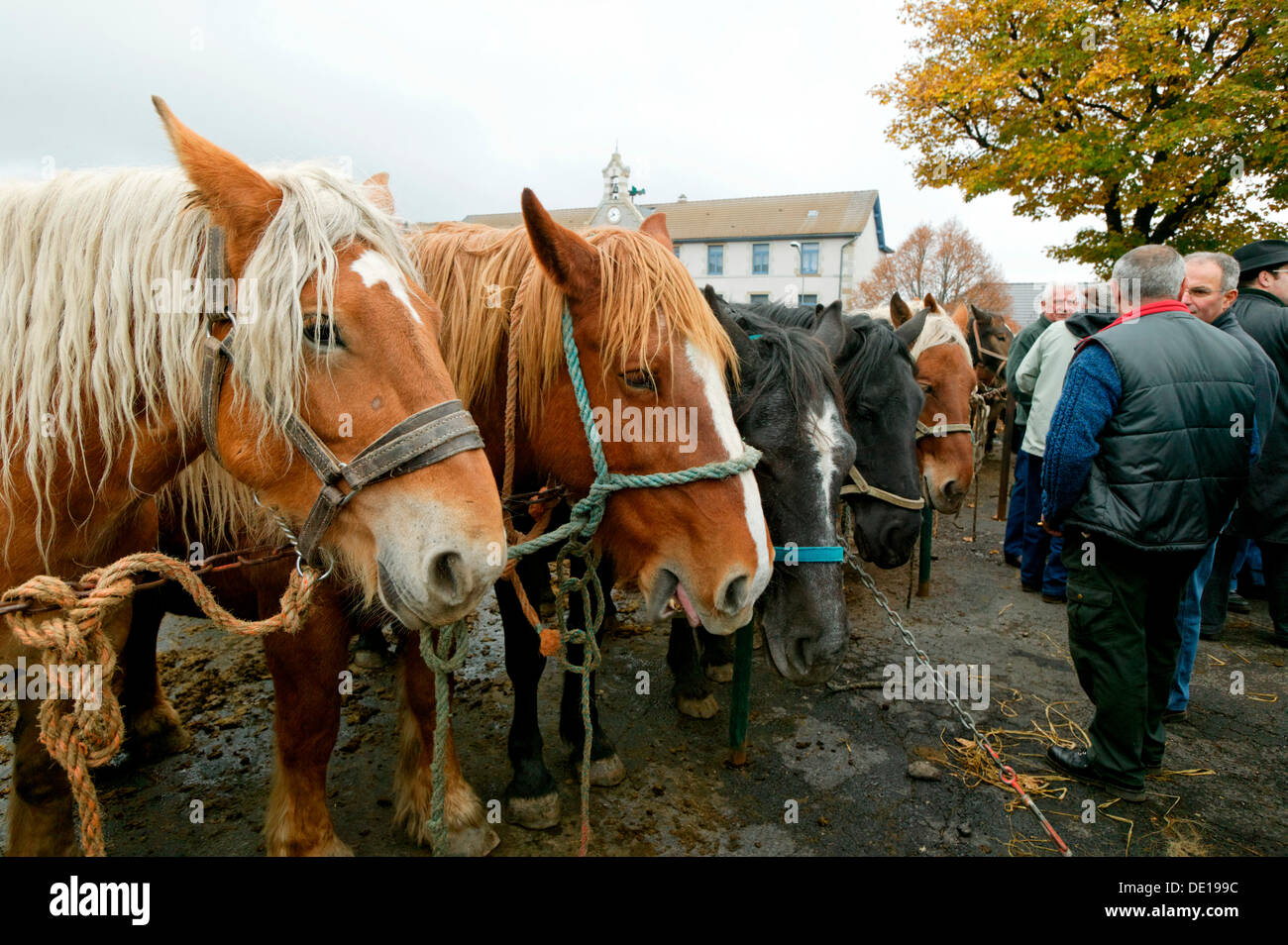 Foire Aux Chevaux 2021 Fay Sur Lignon Fay sur lignon Banque de photographies et d'images à haute résolution -  Alamy