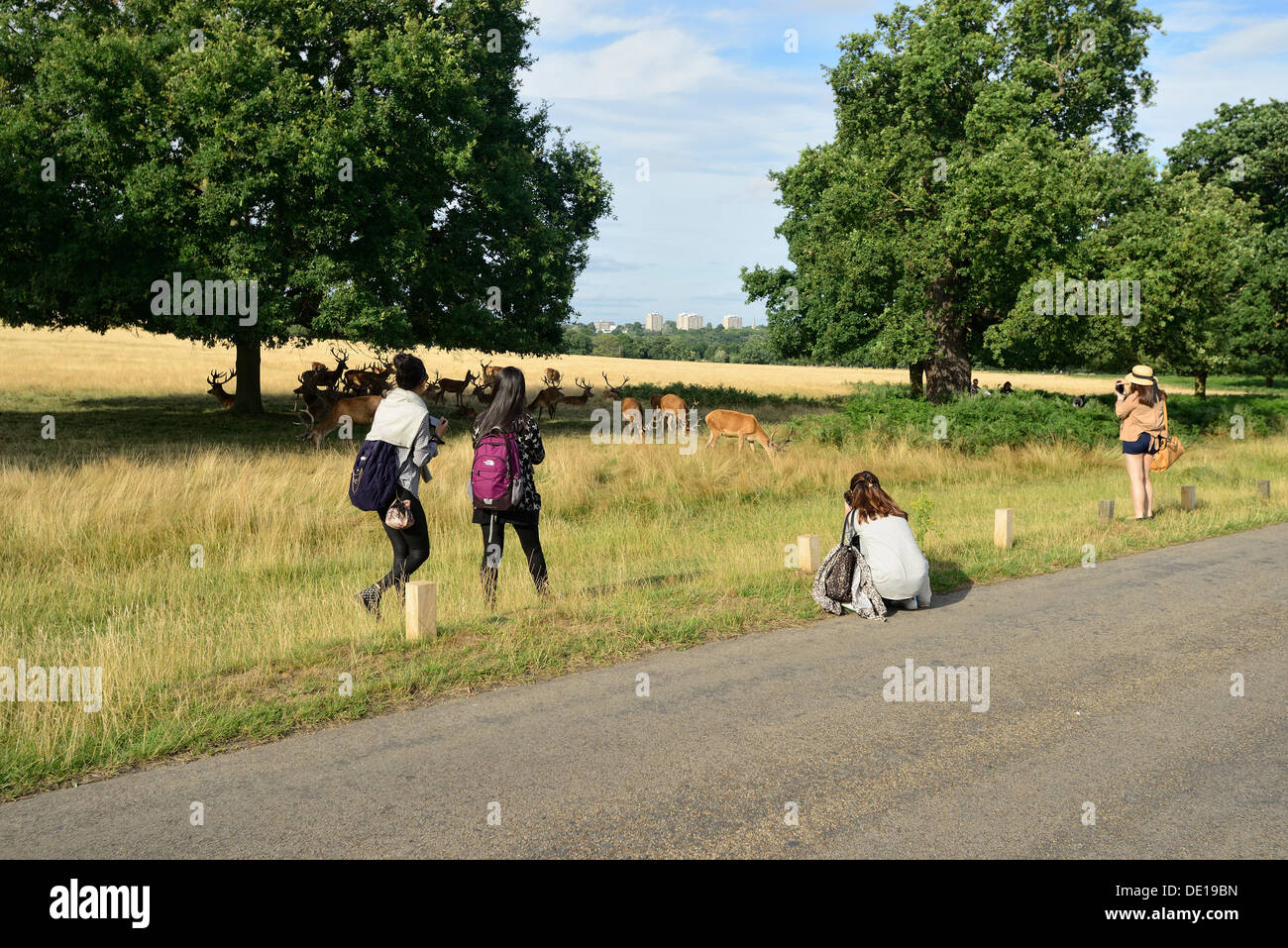 Touristes prenant des photos de cerfs broutant dans richmond Park, Londres, Royaume-Uni Banque D'Images