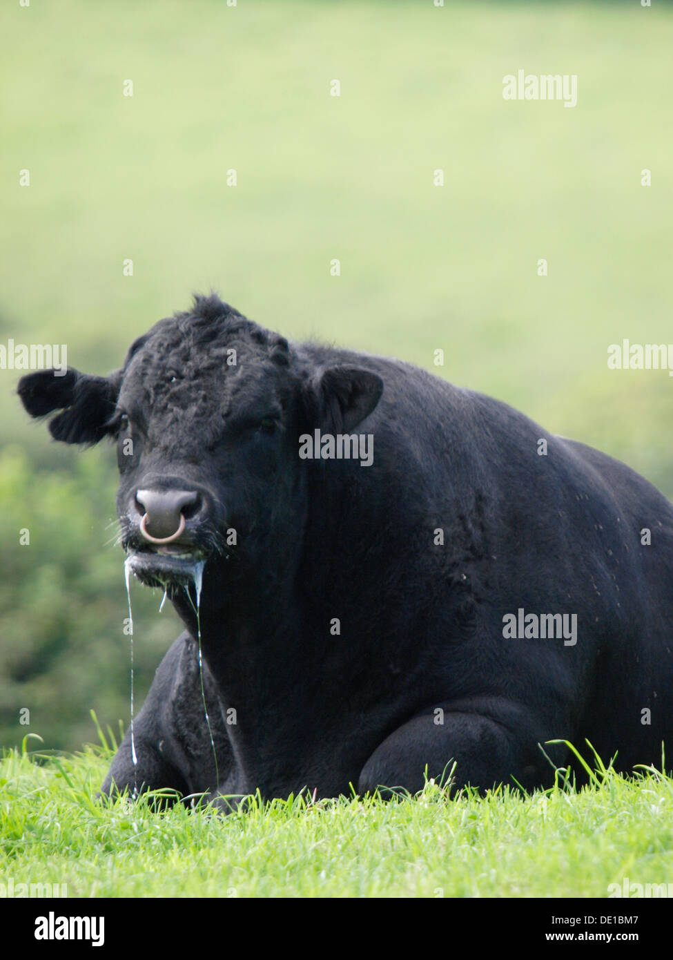 Bull bave, Cornwall, UK 2013 Banque D'Images