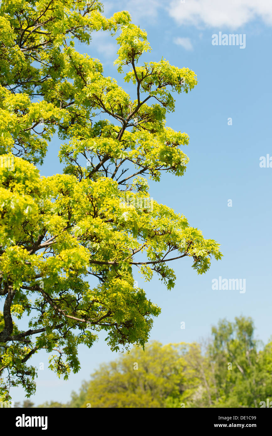 Ciel bleu et des arbres avec des feuilles vertes au printemps, Suède Banque D'Images
