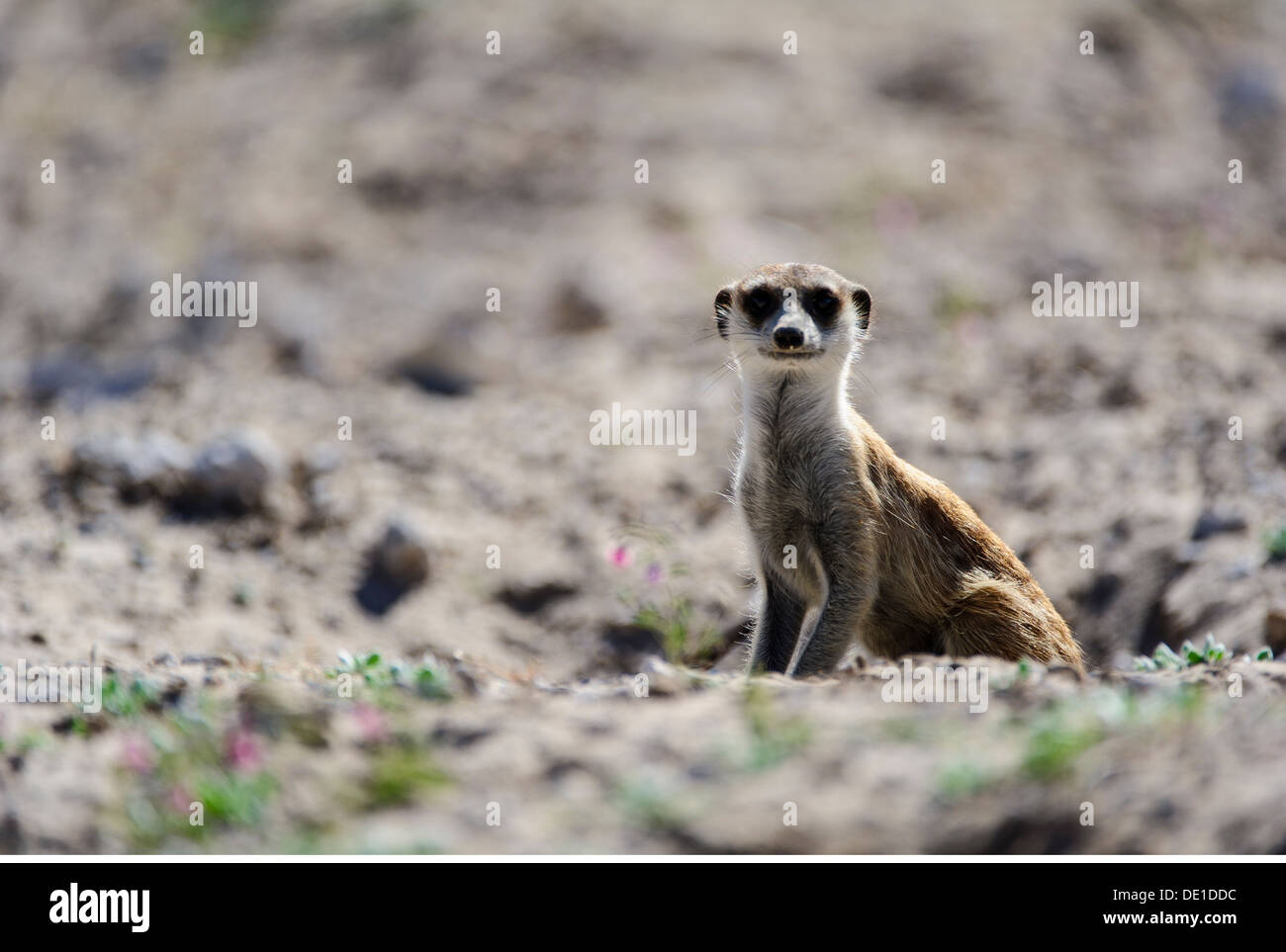 Zoologie / animaux, Mammifères Mammifères /, Meerkat, (Suricata suricatta), Kgalagadi Transfrontier National Park, Botswana, distribution : Afrique Australe, Additional-Rights Clearance-Info-Not-Available- Banque D'Images