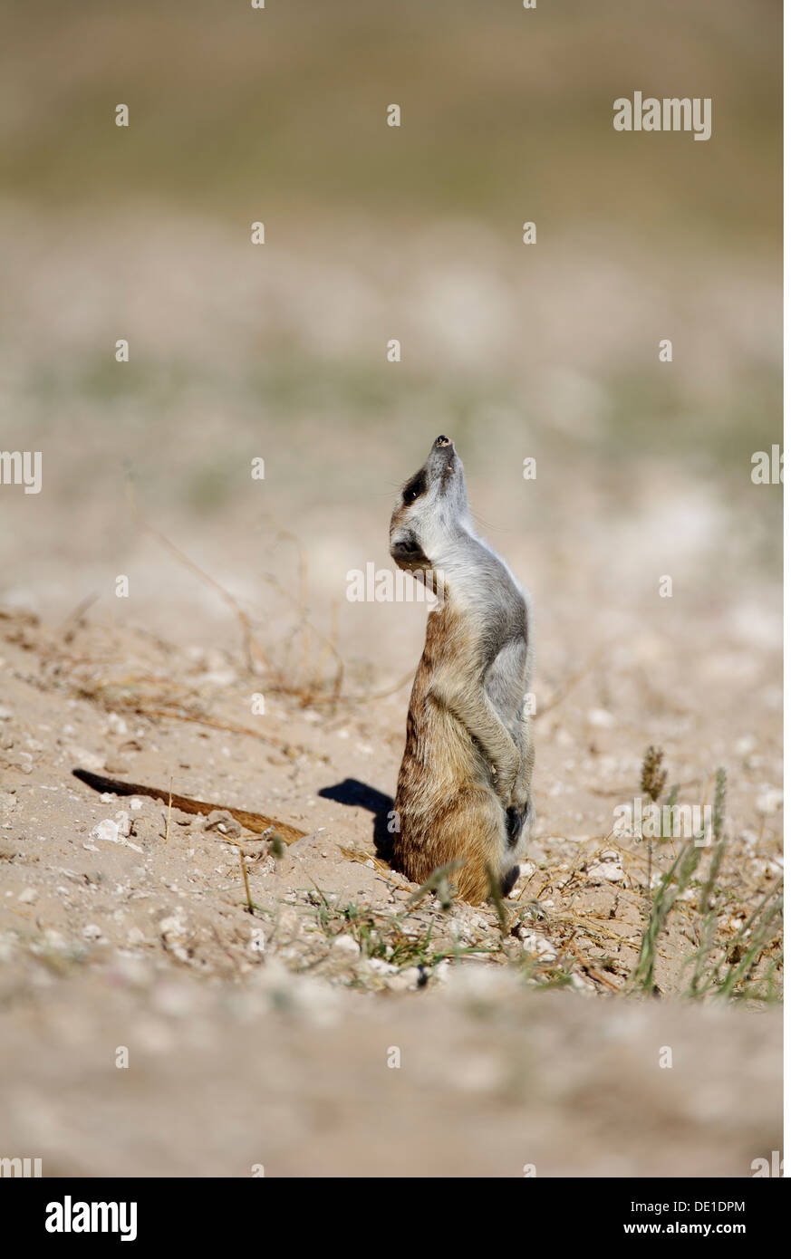 Zoologie / animaux, Mammifères Mammifères /, Meerkat, (Suricata suricatta), comité permanent, Kgalagadi Transfrontier National Park, Botswana, distribution : Afrique Australe, Additional-Rights Clearance-Info-Not-Available- Banque D'Images