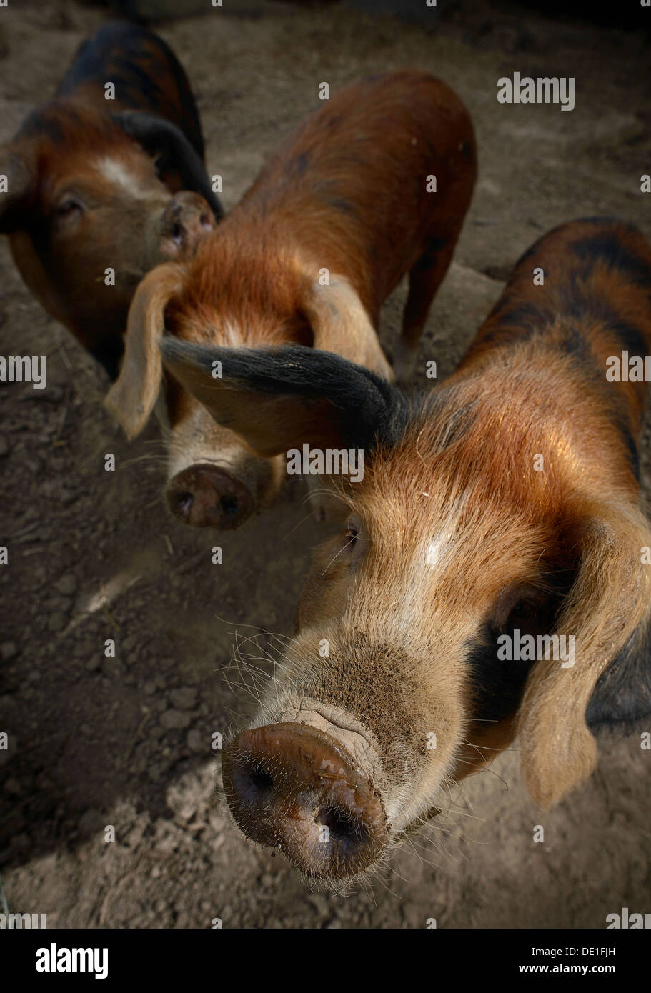 Le portrait d'une ferme sur les porcs Banque D'Images