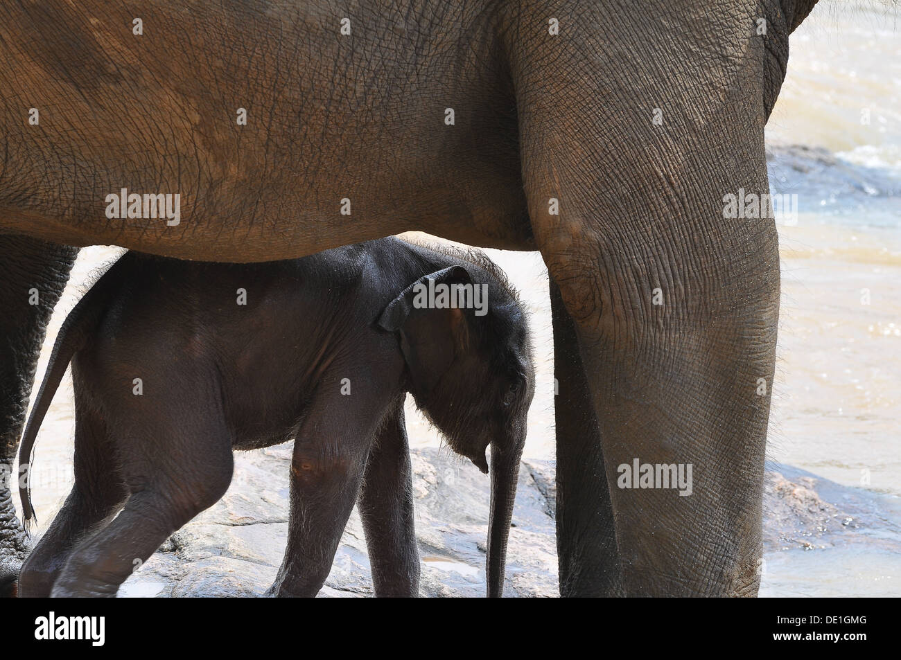 Les éléphants au Sri Lanka Banque D'Images