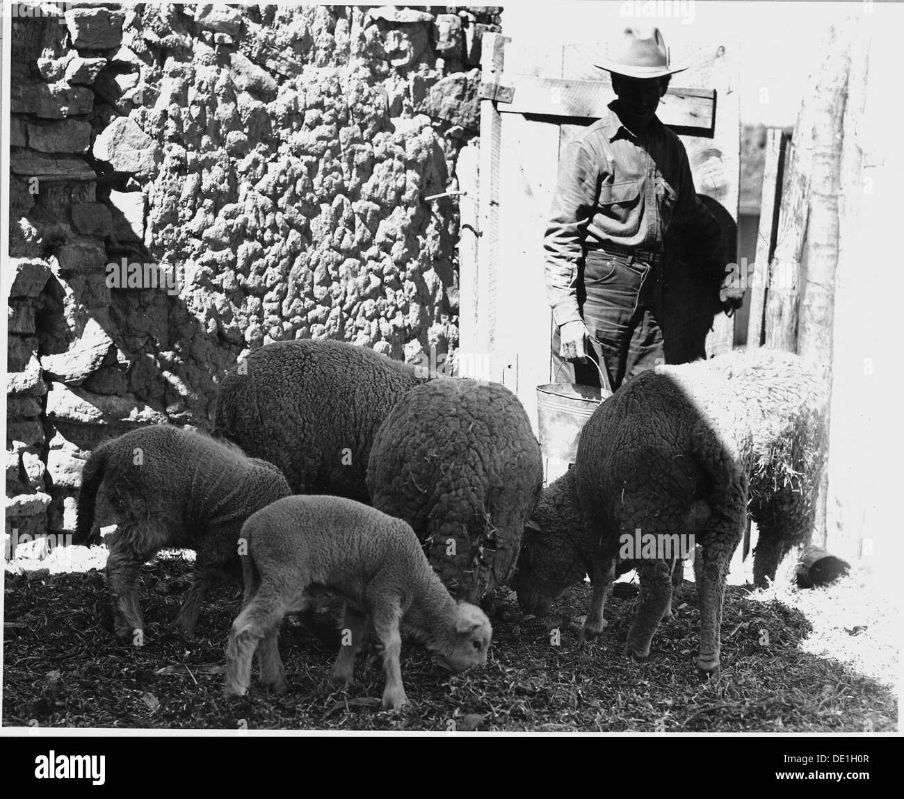 El Cerrito, San Miguel County, Nouveau Mexique. Les brebis et agneaux dans un corral dans le village. L'aliment c . . . 521211 Banque D'Images