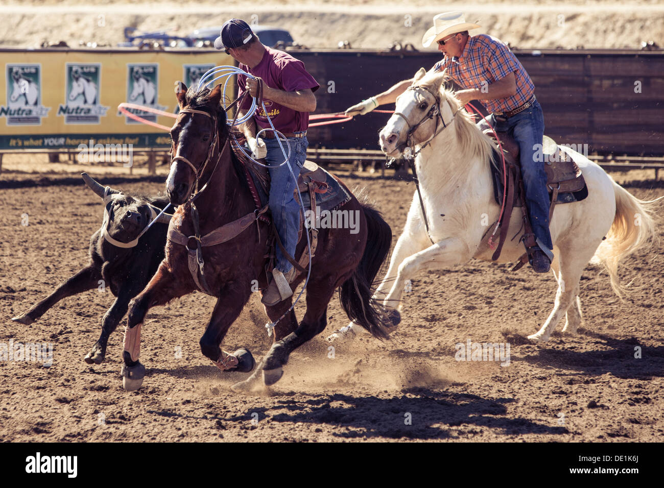 Une équipe roping concours a lieu dans la région de Wickenburg, Arizona, USA Banque D'Images
