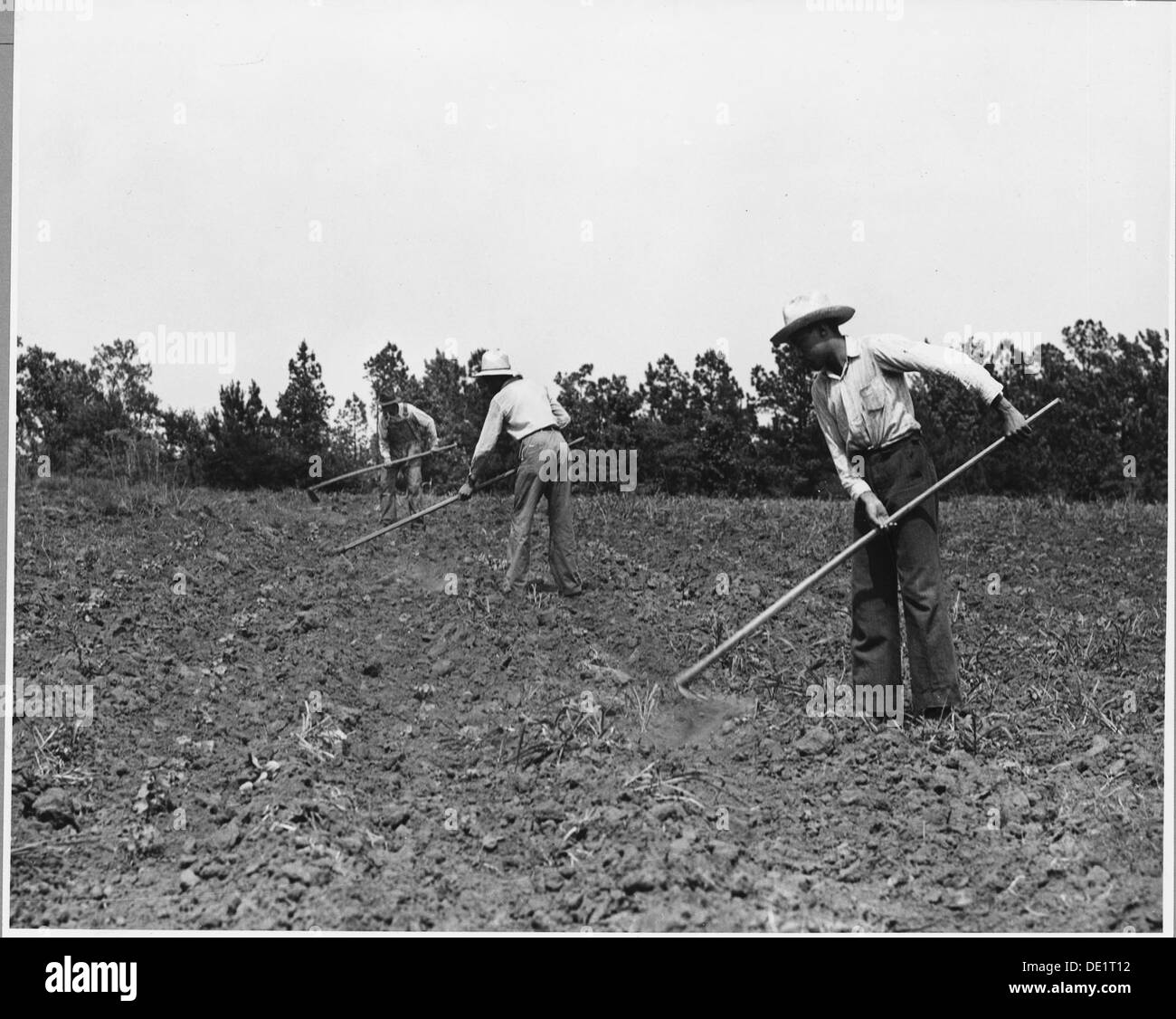 Une vue des rangées de coton à Harmony Community dans le comté de Putnam, Géorgie, lorsque les plants de coton ont trois à quatre semaines, mettant en évidence l'activité agricole. Banque D'Images Une vue des rangées de coton à Harmony Community dans le comté de Putnam, Géorgie, lorsque les plants de coton ont trois à quatre semaines, mettant en évidence l'activité agricole. Banque D'Images