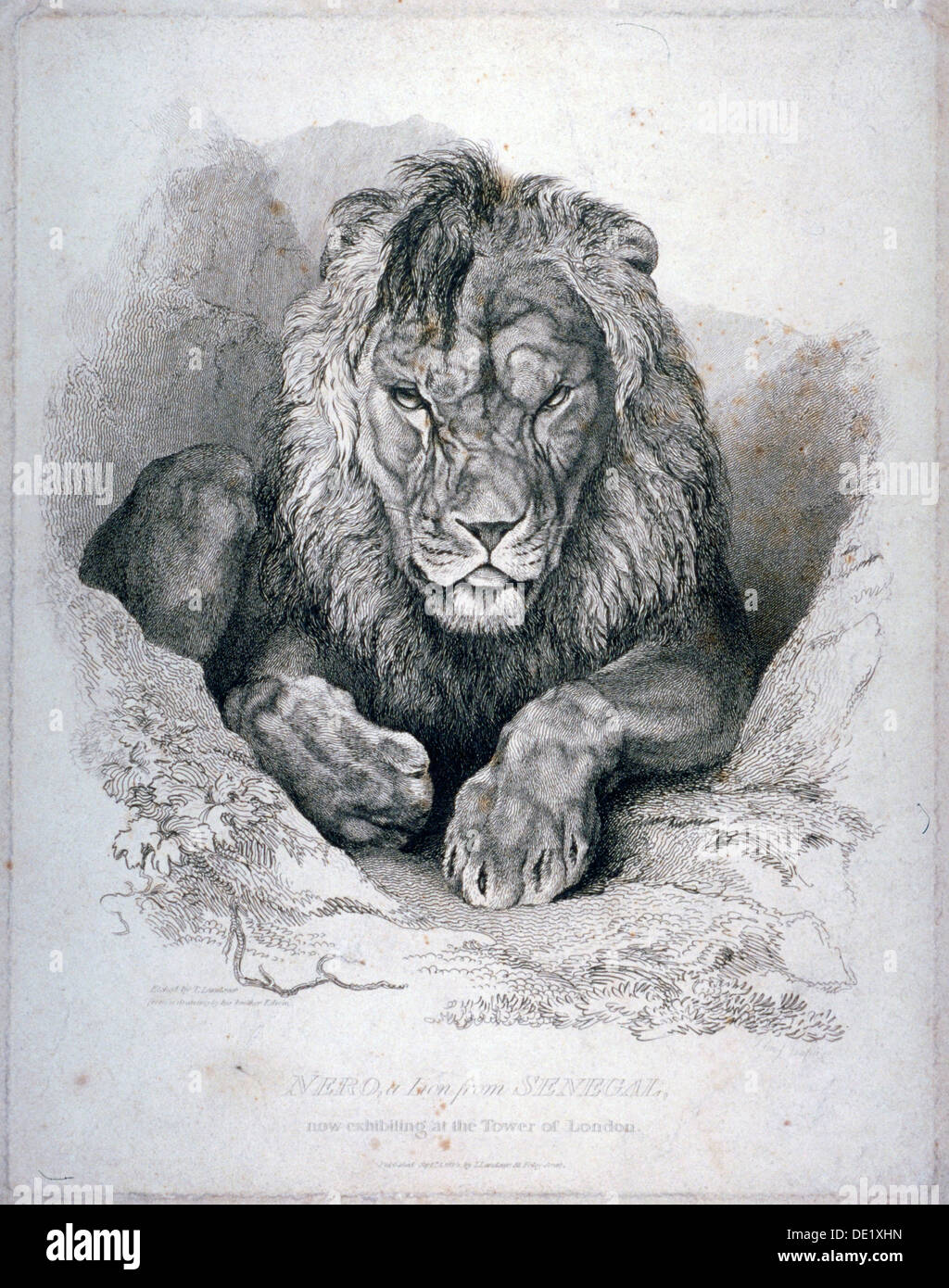 'Nero, un lion du Sénégal, maintenant l'exposition à la Tour de Londres", 1814. Artiste : Edwin Henry Landseer Banque D'Images