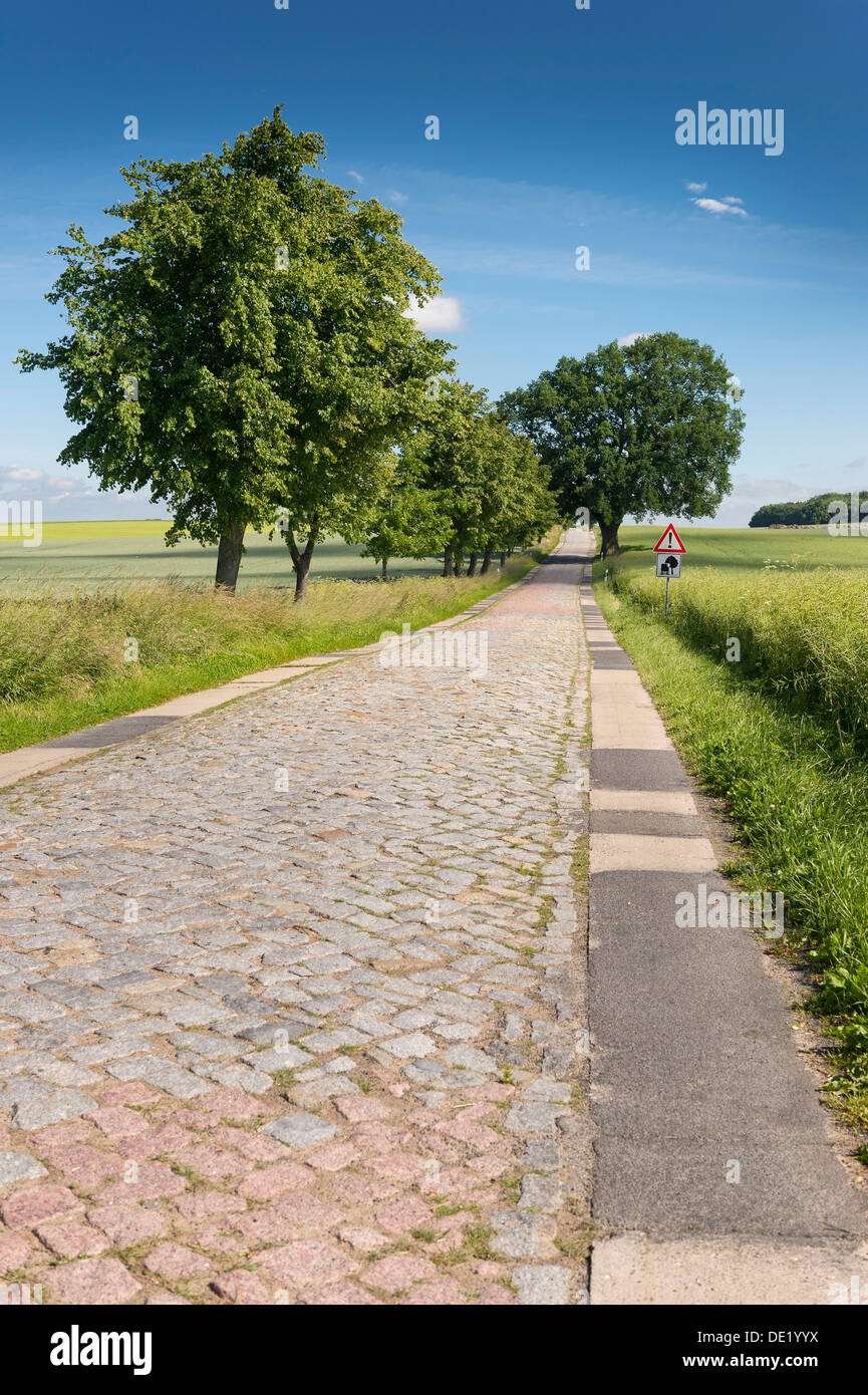 Route de campagne avec des pavés, près de Teterow, Mecklembourg-Poméranie-Occidentale, Allemagne Banque D'Images